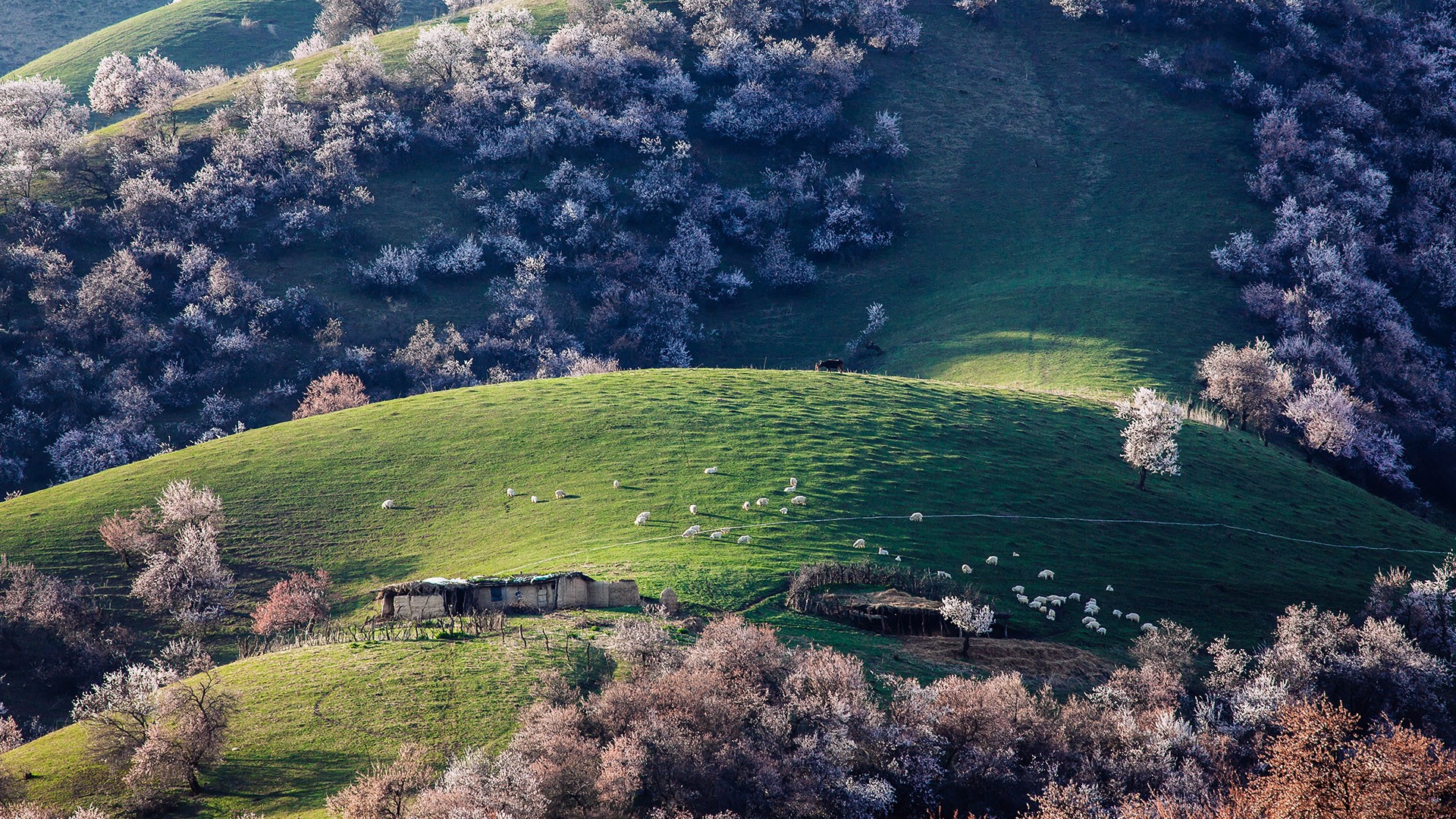 Sheep grazing on a grassy hill with blooming trees HD Wallpaper