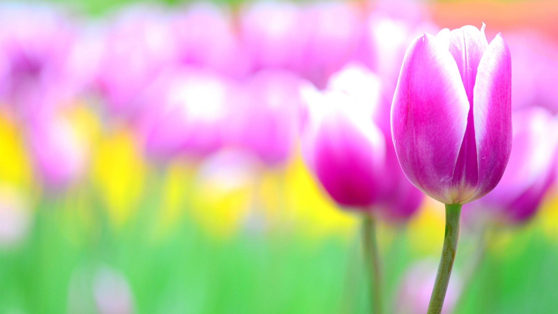 Close-up of a pink and white tulip with a blurred background HD Wallpaper