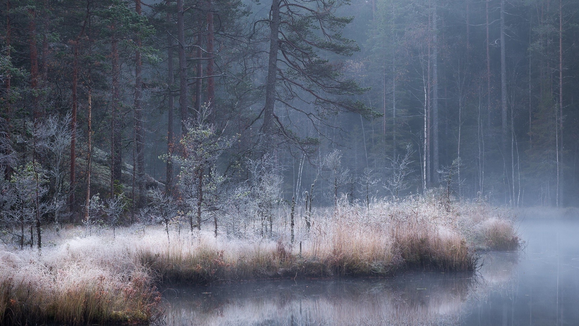 Misty forest with frosted plants and a calm river HD Wallpaper