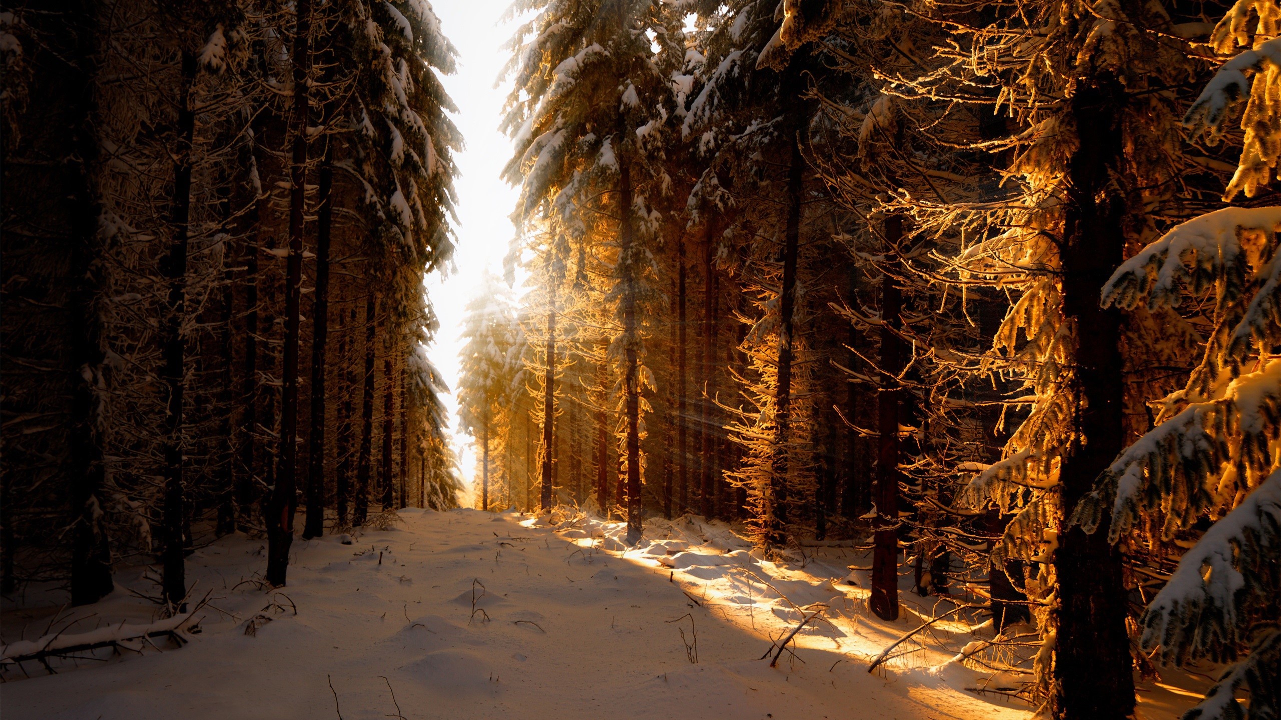 Sunlight filtering through snow-covered trees in a German forest HD Wallpaper