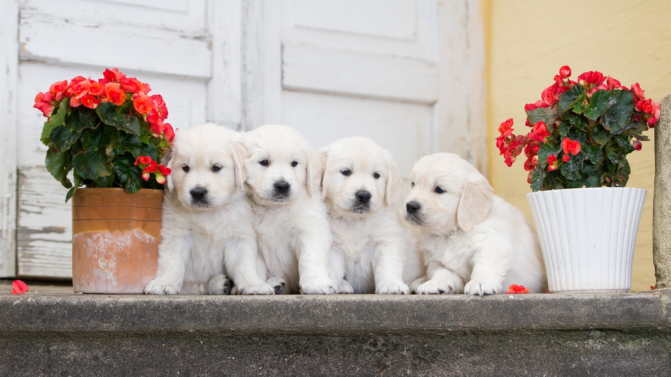 Four Golden Retriever puppies sitting on stairs with flowers HD Wallpaper