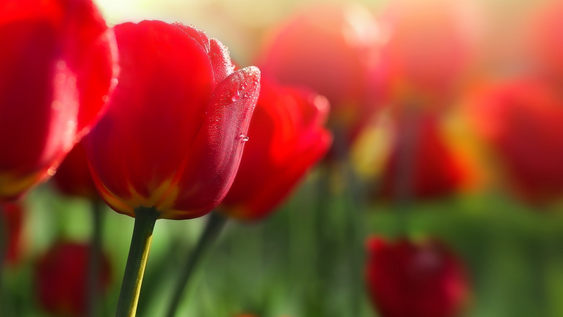 Red tulips with dew drops in sunlight HD Wallpaper
