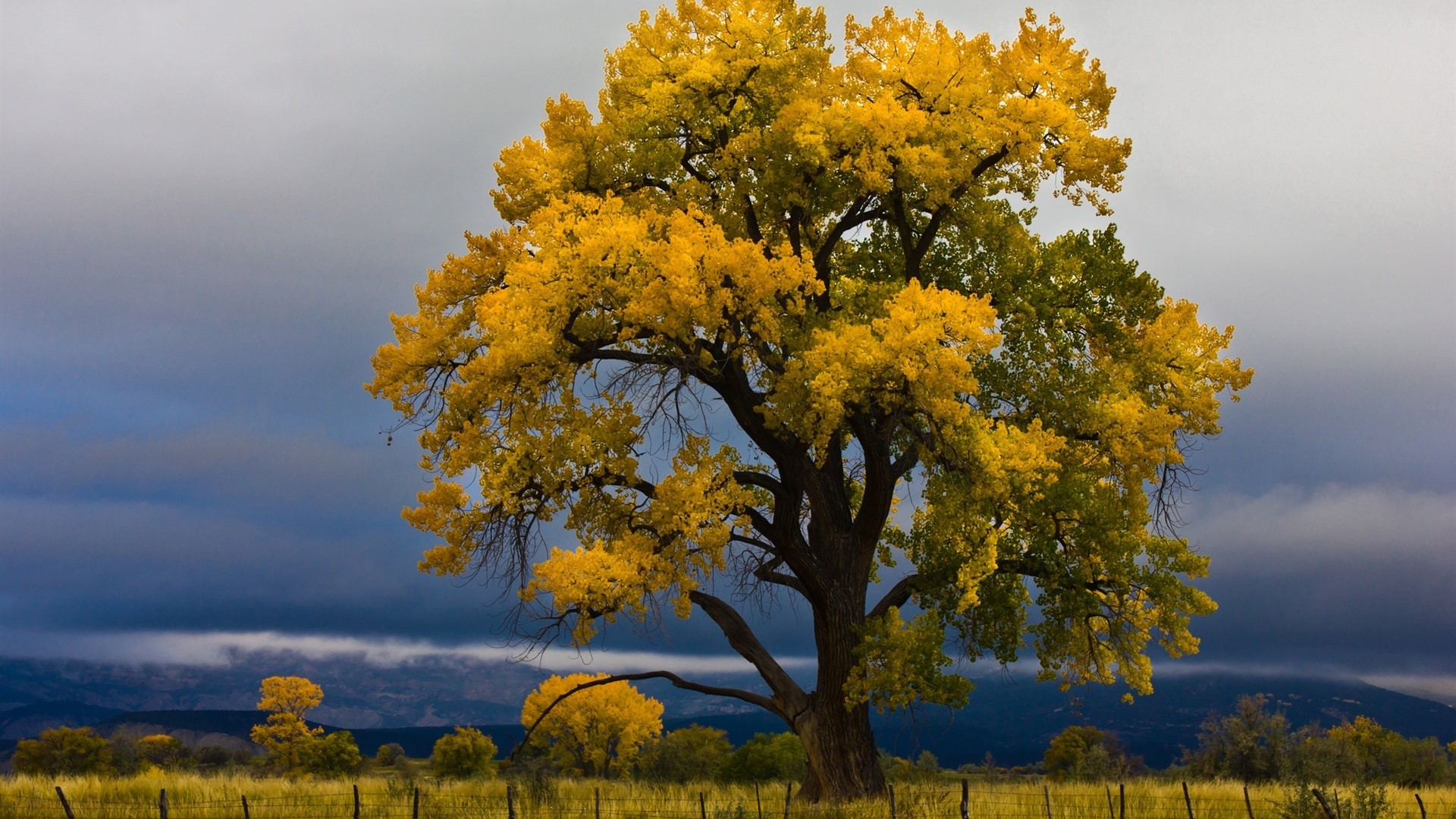 Tree with yellow leaves in a field under cloudy sky HD Wallpaper