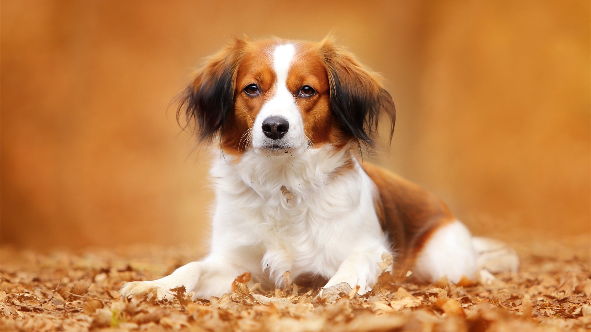 Kooikerhondje dog lying on autumn leaves HD Wallpaper