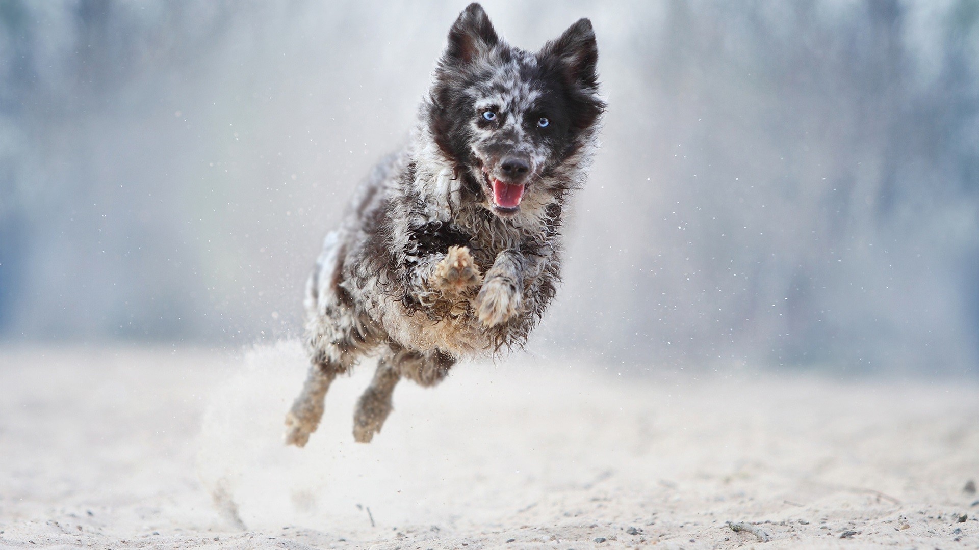 Mottled dog with blue eyes running in the snow HD Wallpaper
