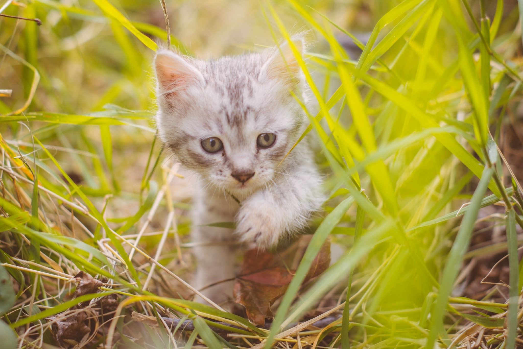 Kitten hiding in tall green grass HD Wallpaper