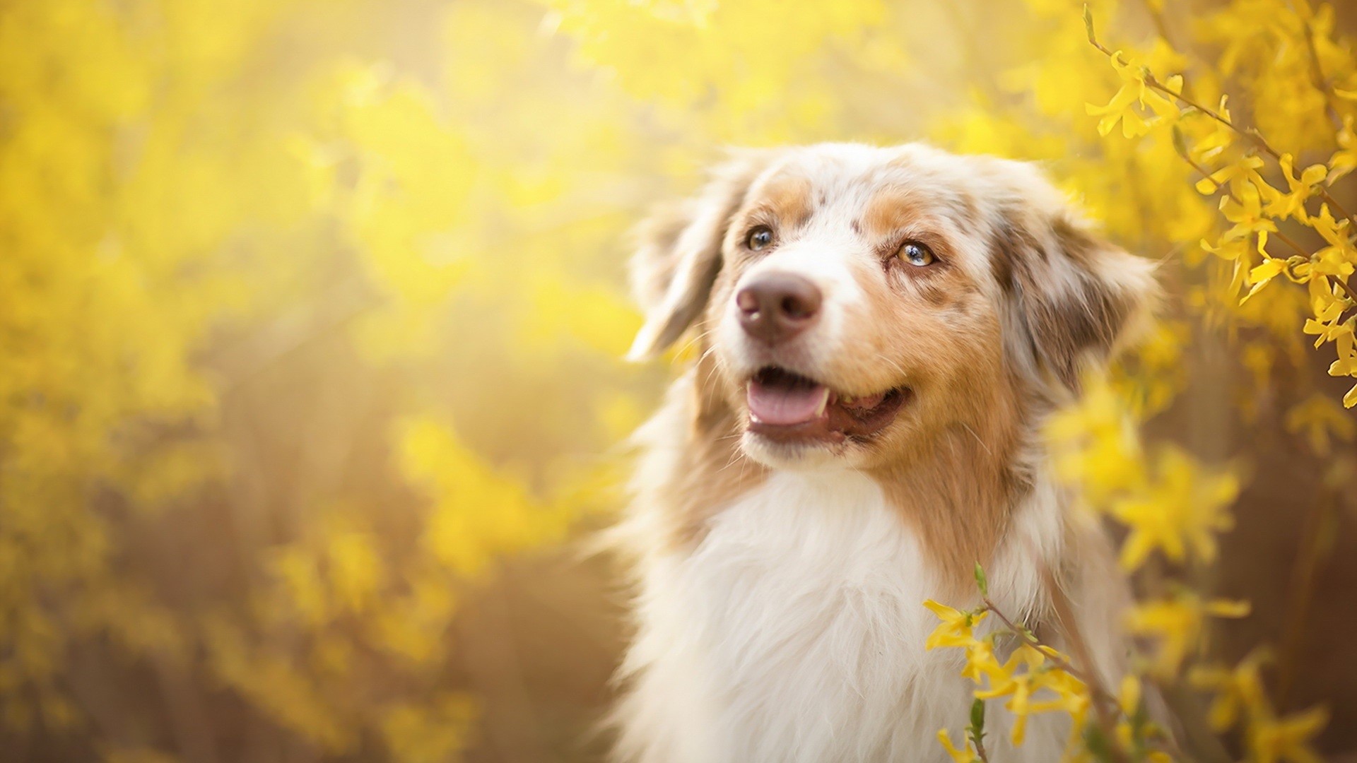 Australian Shepherd dog in yellow flowers HD Wallpaper