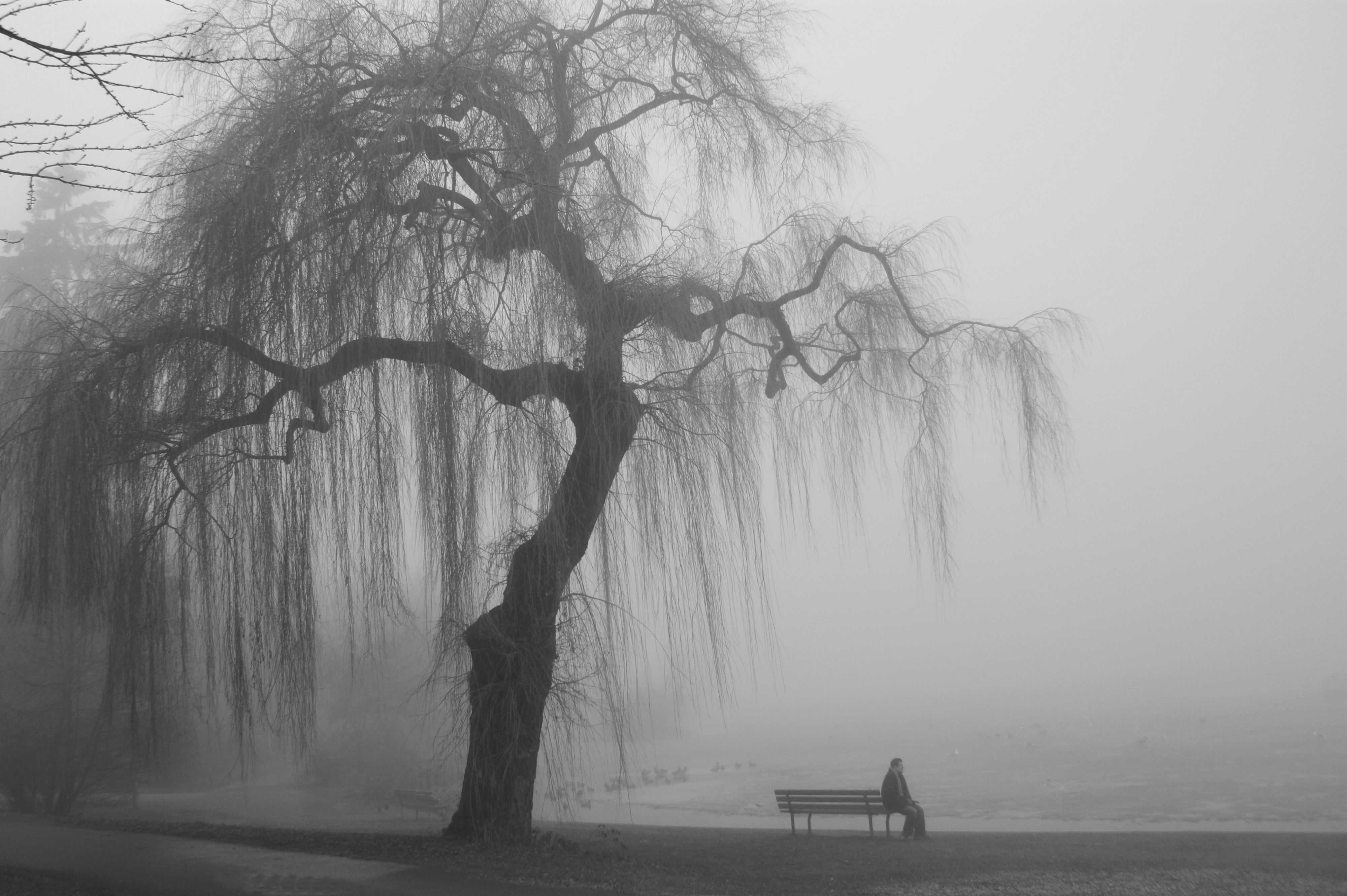 Weeping willow tree and person on bench in fog HD Wallpaper