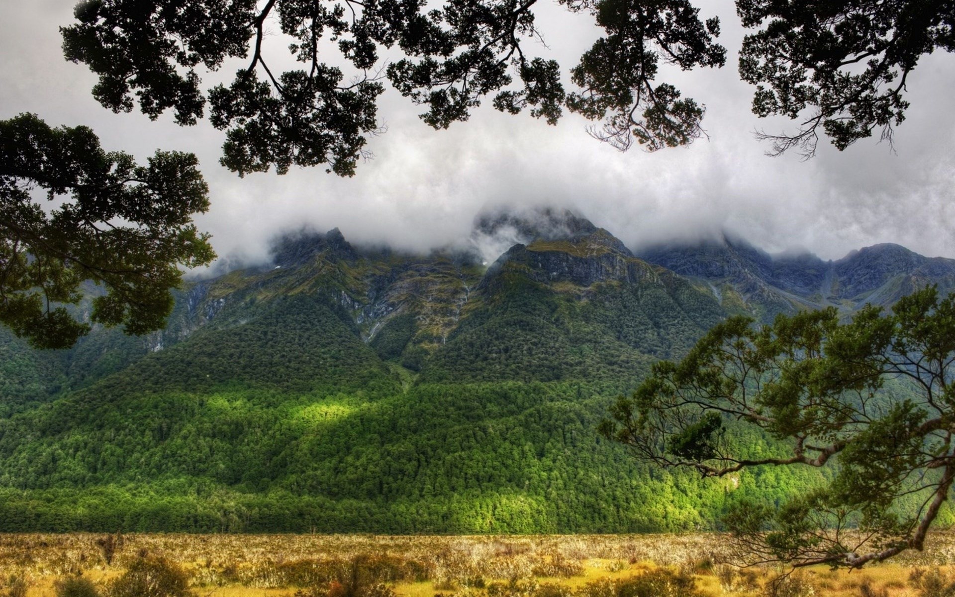 Misty mountains and green forest framed by trees HD Wallpaper