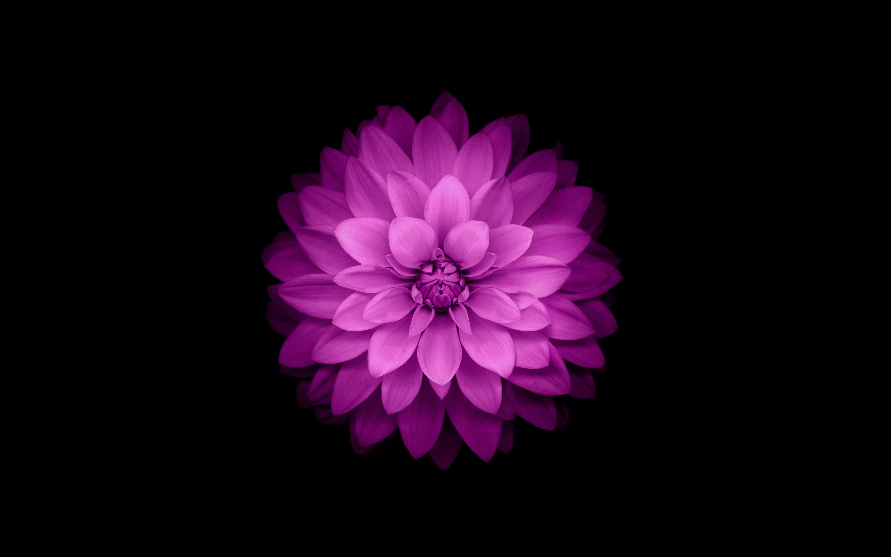 Purple Dahlia Flower on Black Background HD Wallpaper