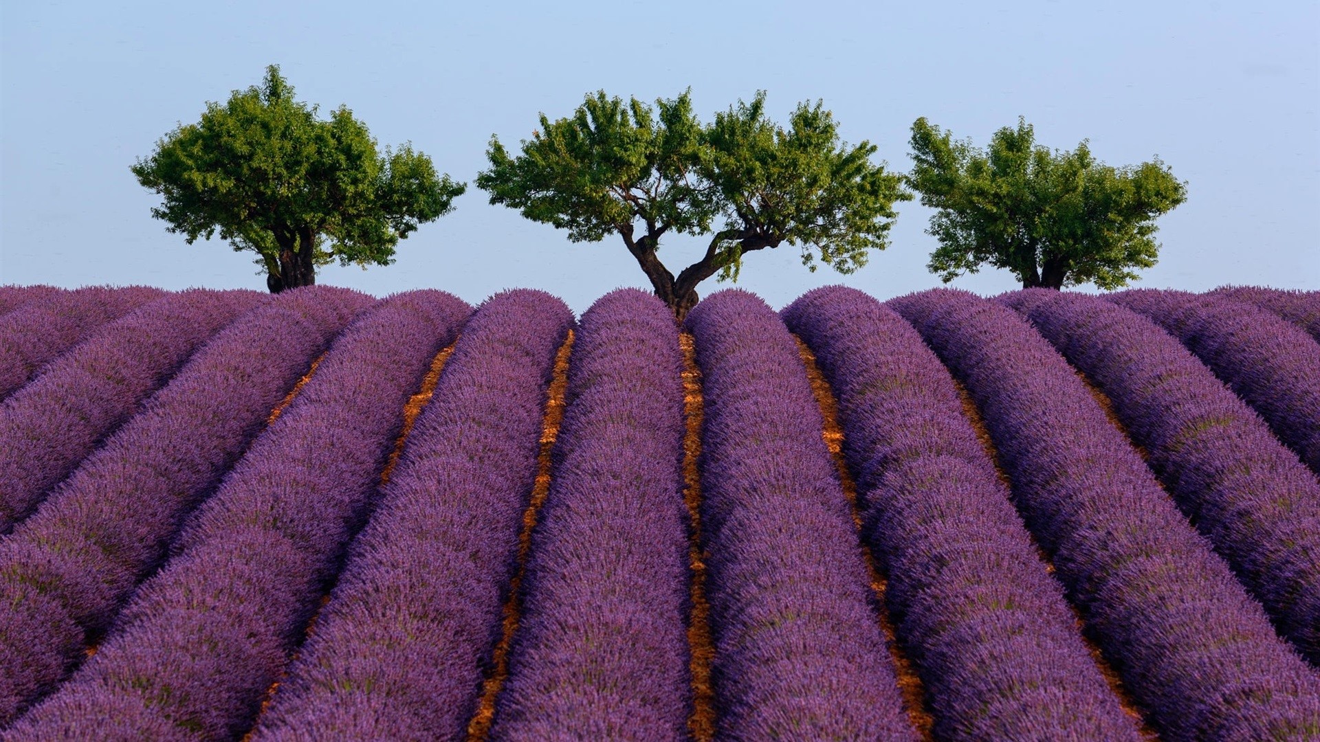 Lavender field with trees in Provence, France HD Wallpaper