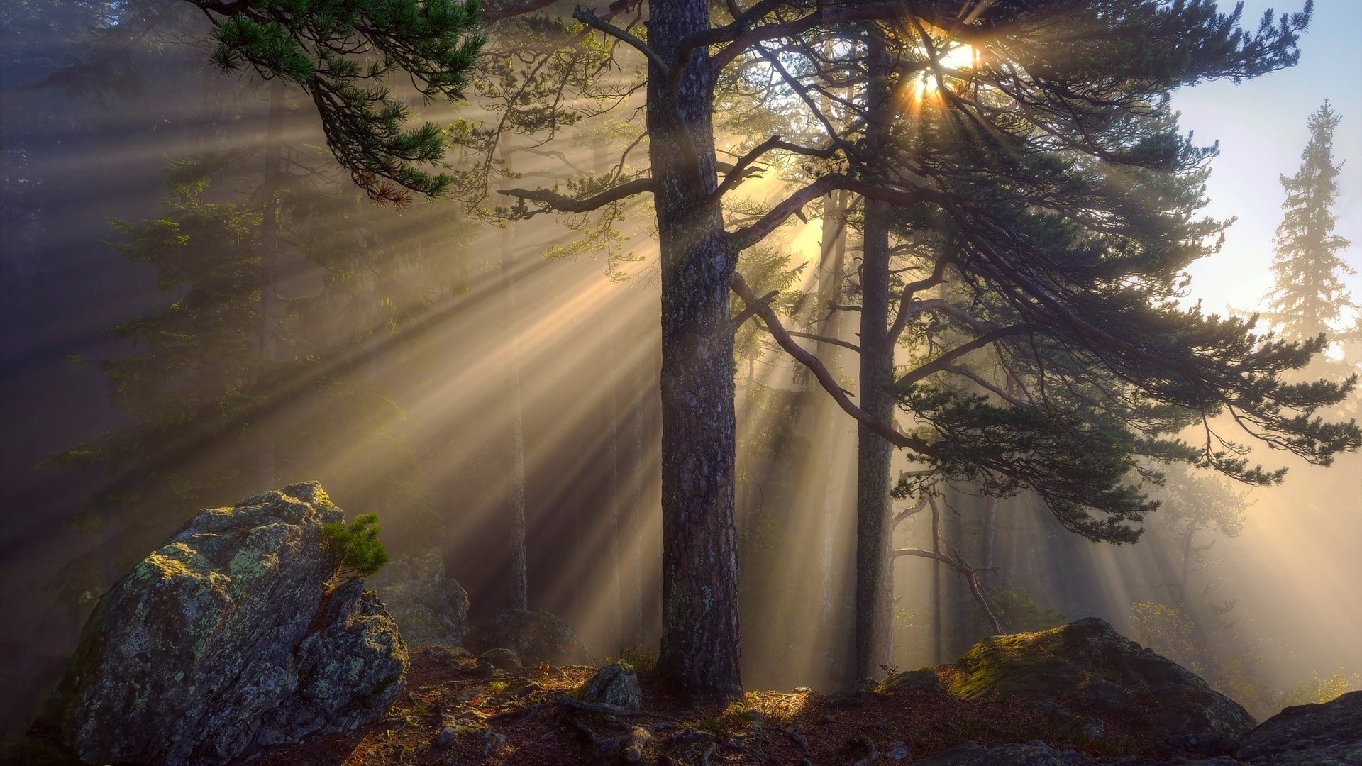 Sunlight beams through trees in a misty forest with rocks HD Wallpaper