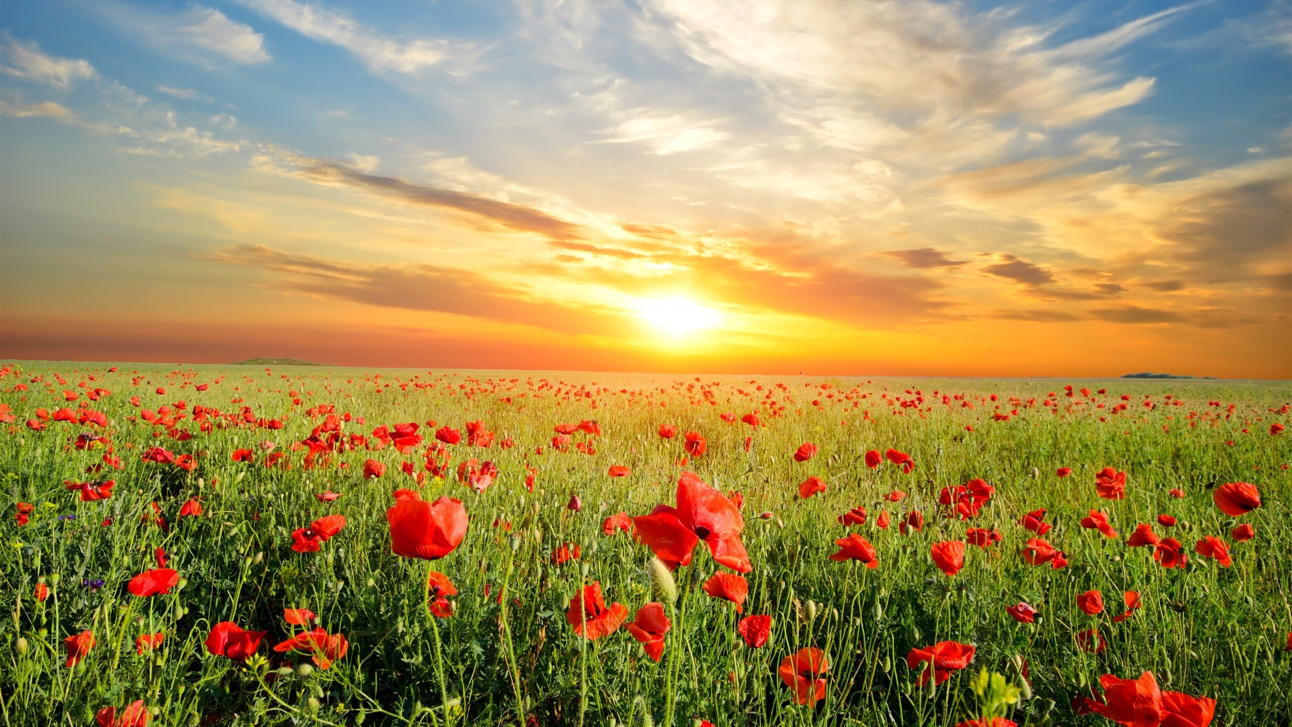 Field of poppies at sunset HD Wallpaper