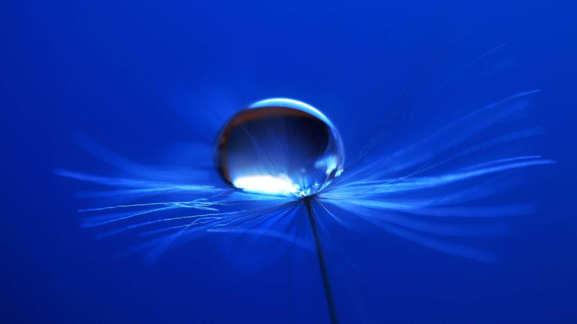 Water drop on a dandelion seed HD Wallpaper