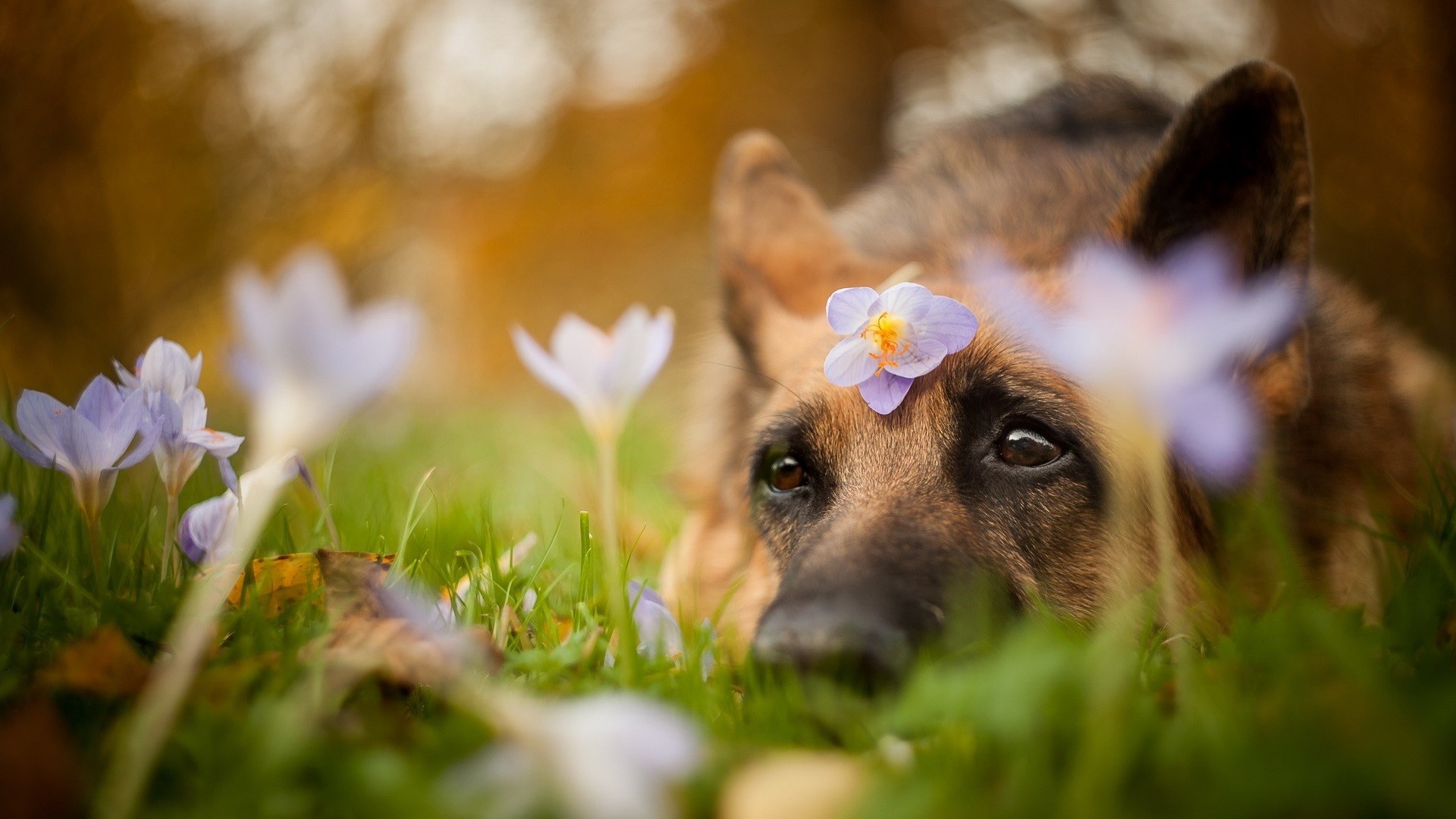 German Shepherd dog with purple flower on head in grass HD Wallpaper