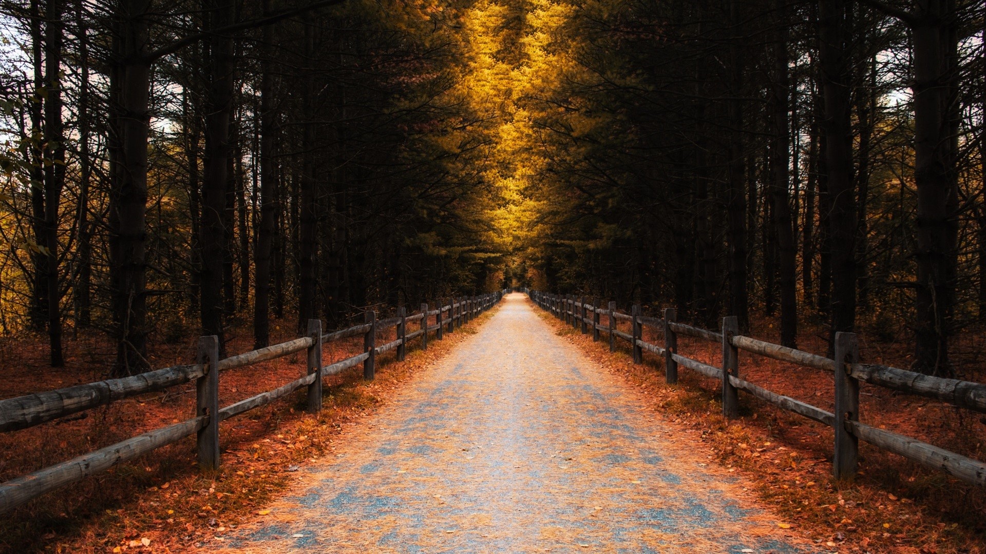 Road through a forest with fall foliage and wooden fence HD Wallpaper