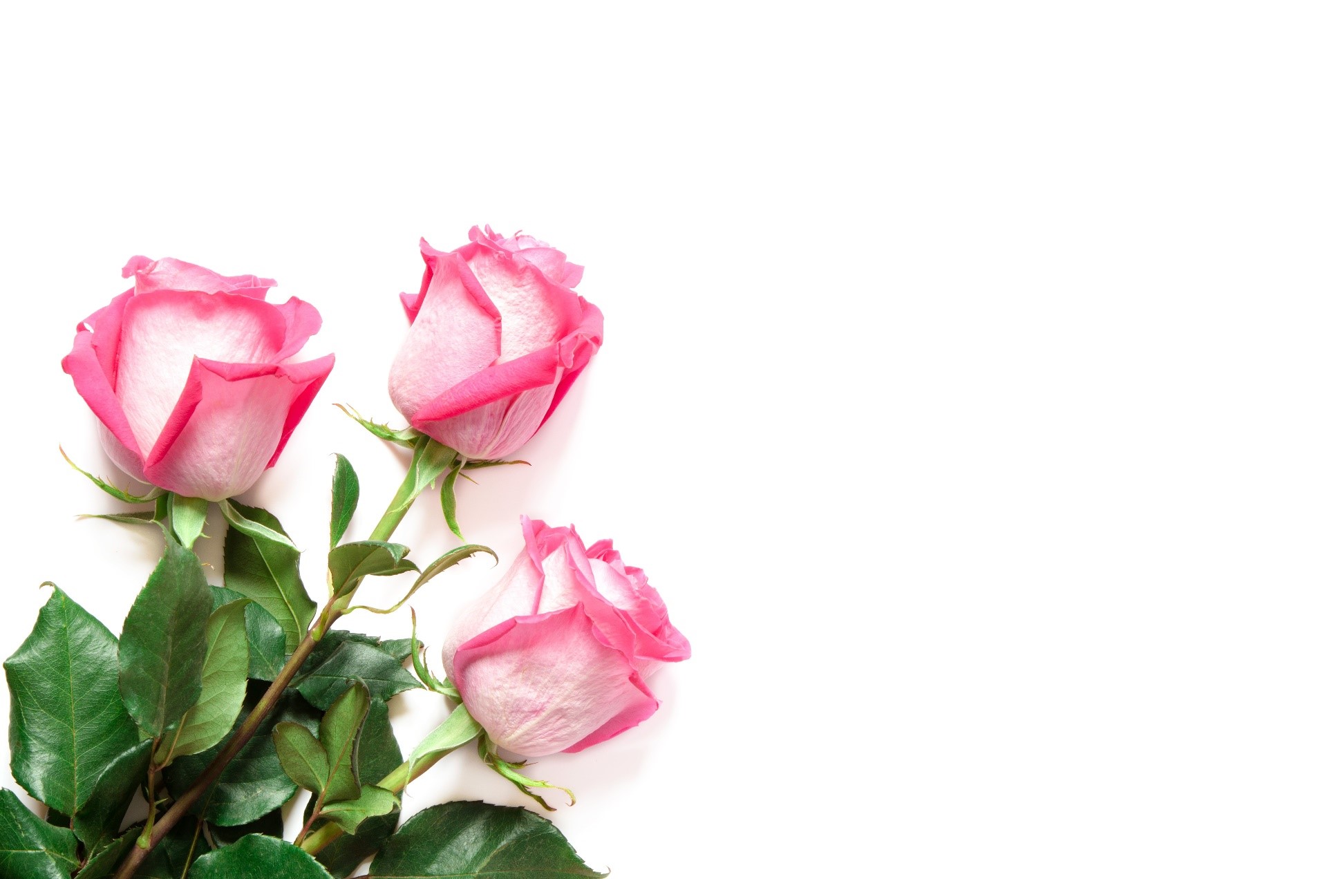 Three pink roses with green leaves on a white background HD Wallpaper