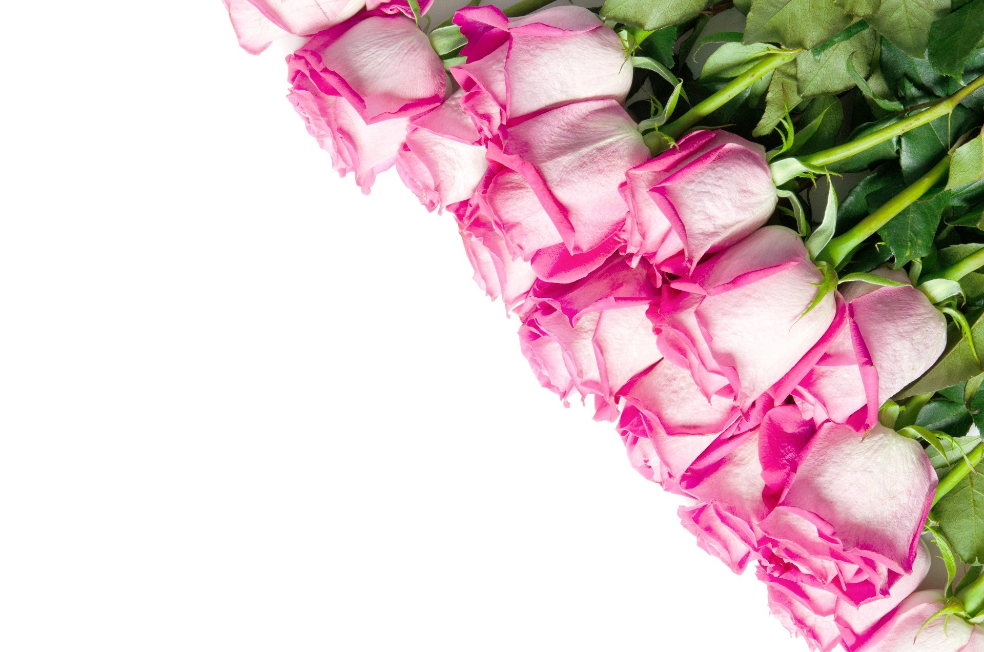 Pink roses with green leaves on a white background HD Wallpaper