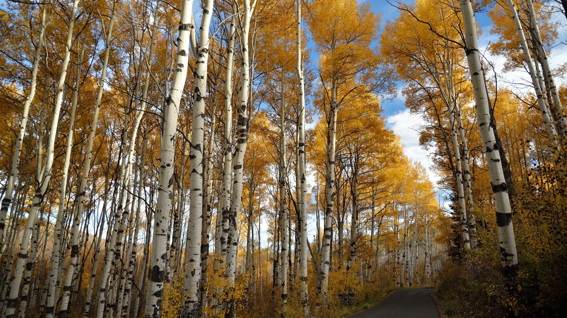 Aspen trees with yellow leaves and a road HD Wallpaper