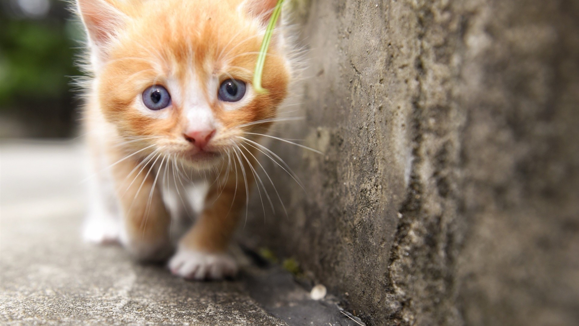 Close-up of a ginger kitten with blue eyes outdoors HD Wallpaper