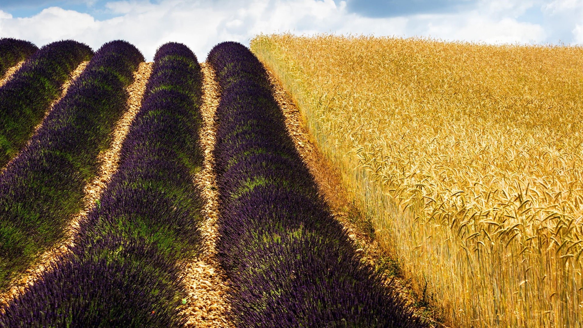 Rows of lavender and wheat fields under a cloudy sky HD Wallpaper