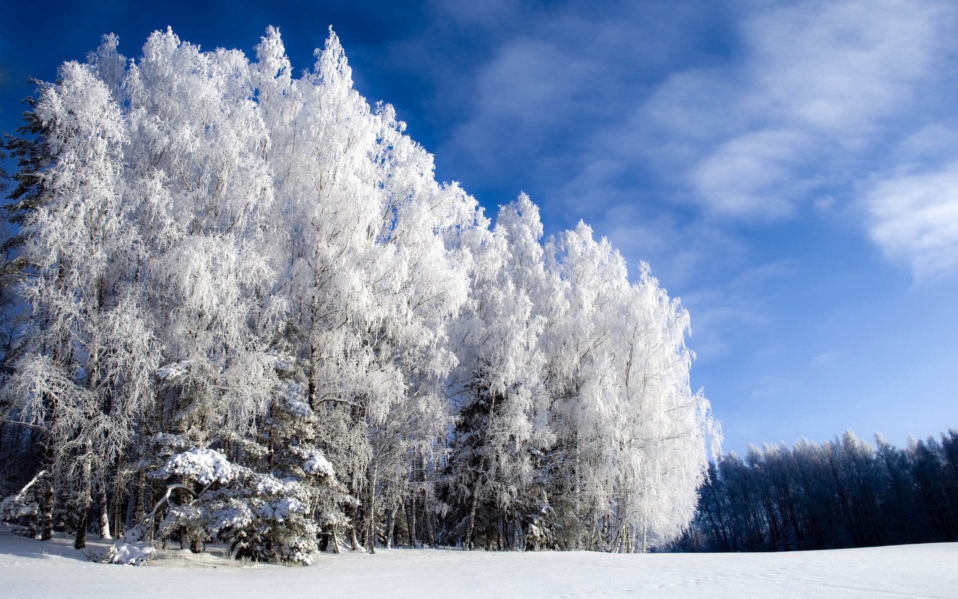 Snow-covered trees under a blue sky HD Wallpaper