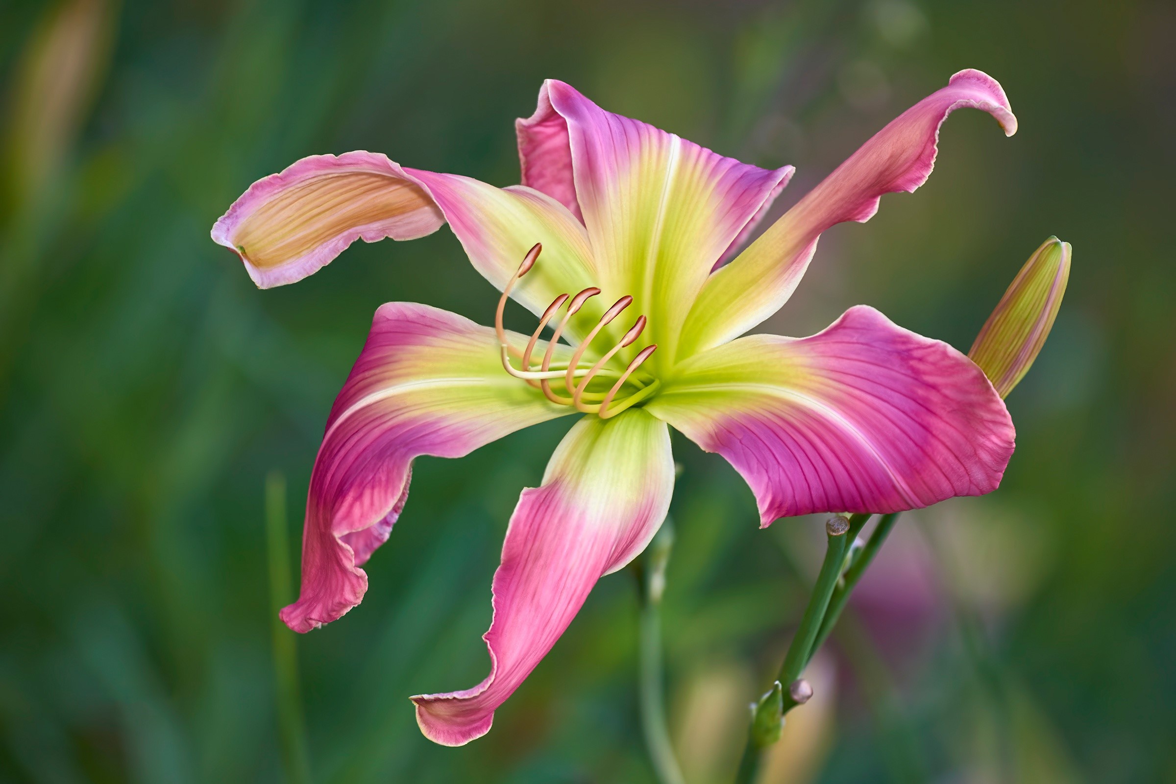 A colorful daylily with pink and yellow petals HD Wallpaper