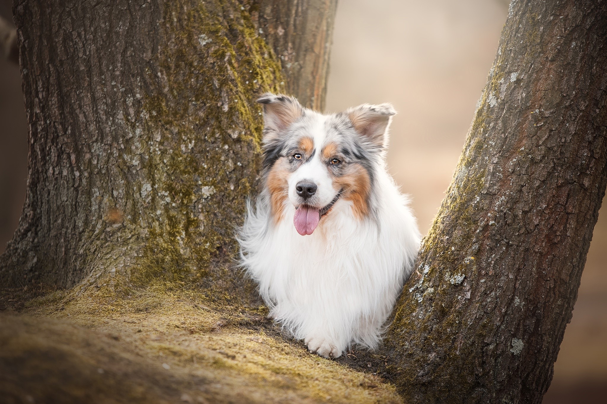 Australian Shepherd dog peeking between trees HD Wallpaper