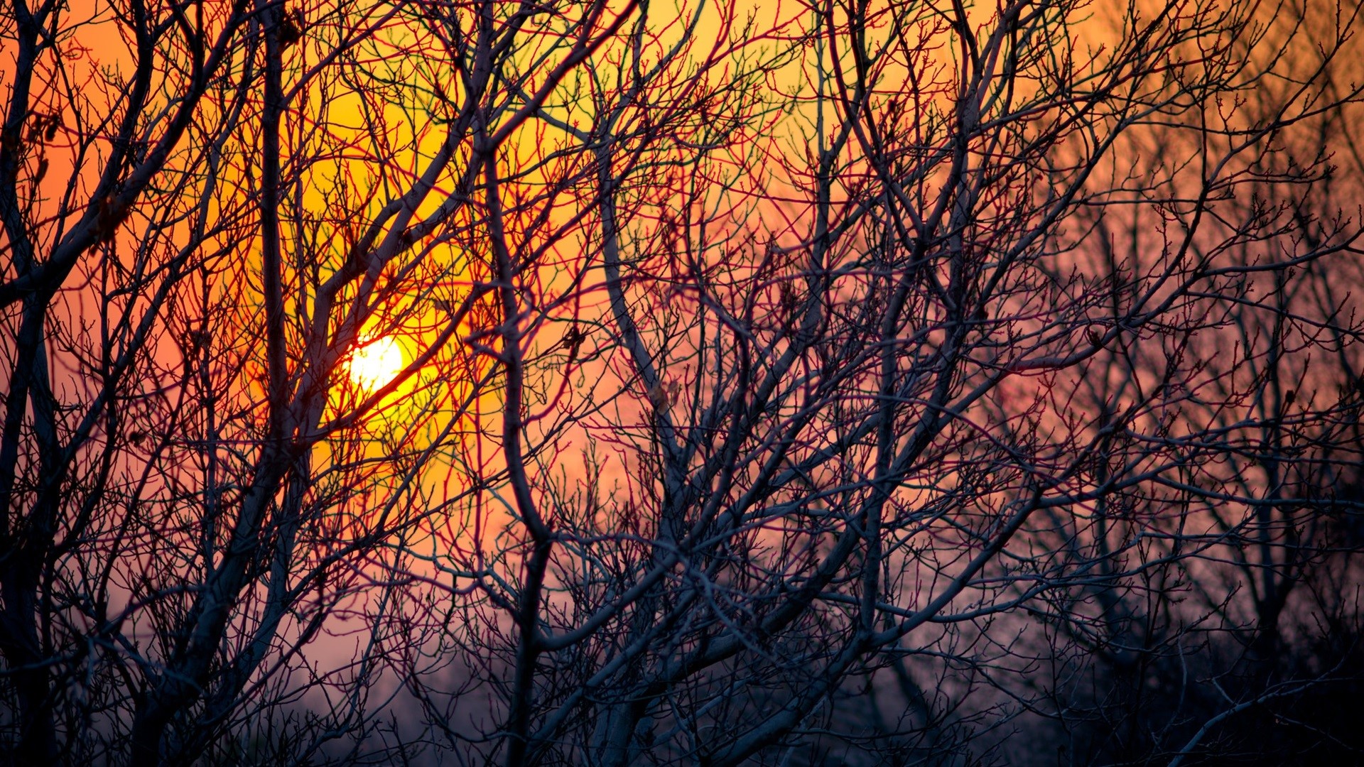 Bare tree branches against a sunset sky HD Wallpaper