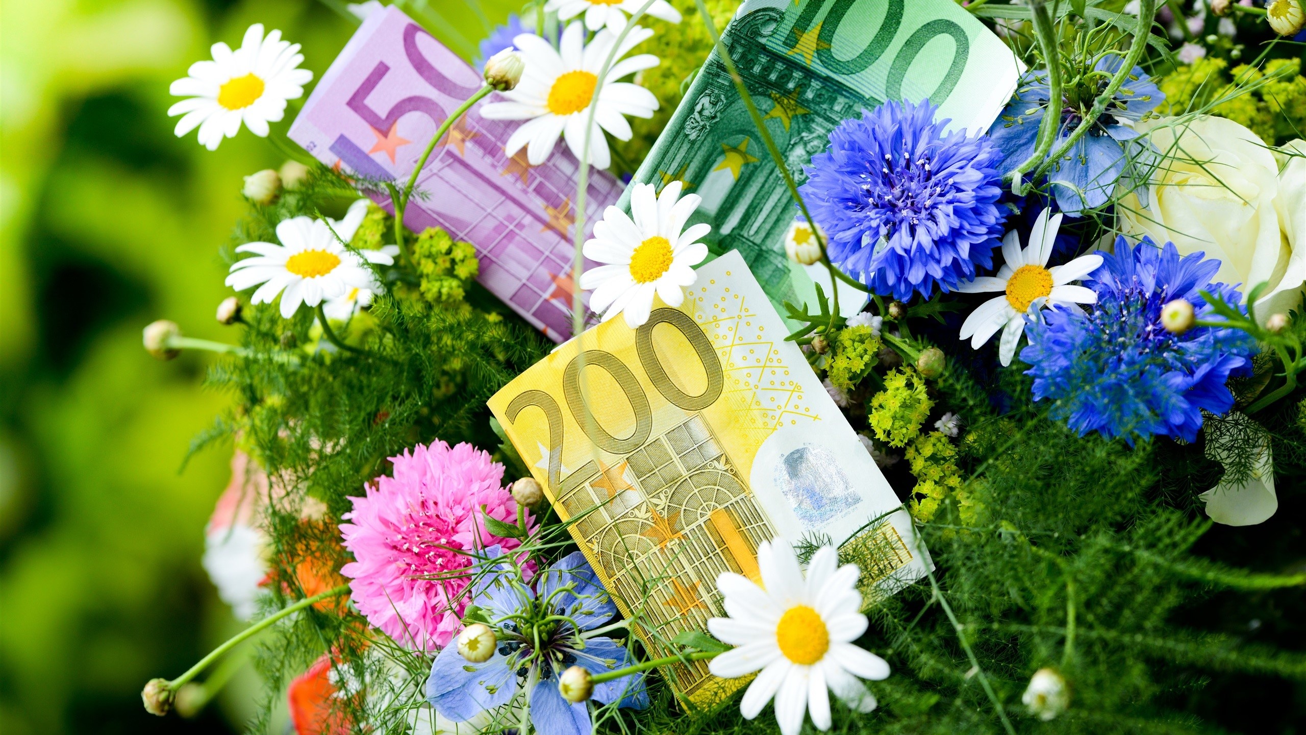 Euro banknotes and flowers in a bouquet HD Wallpaper