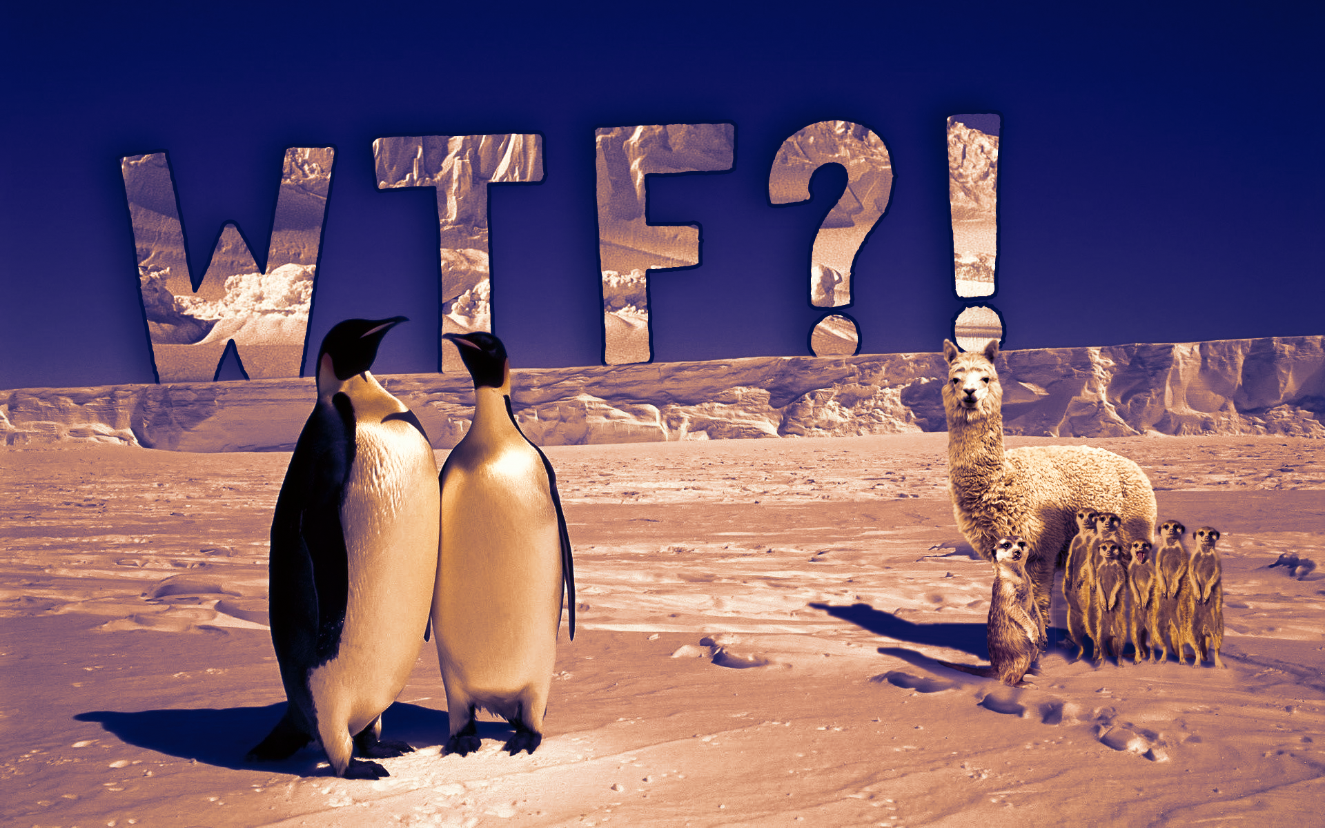 WTF? Penguins, Alpaca, and Meerkats in Antarctica HD Wallpaper