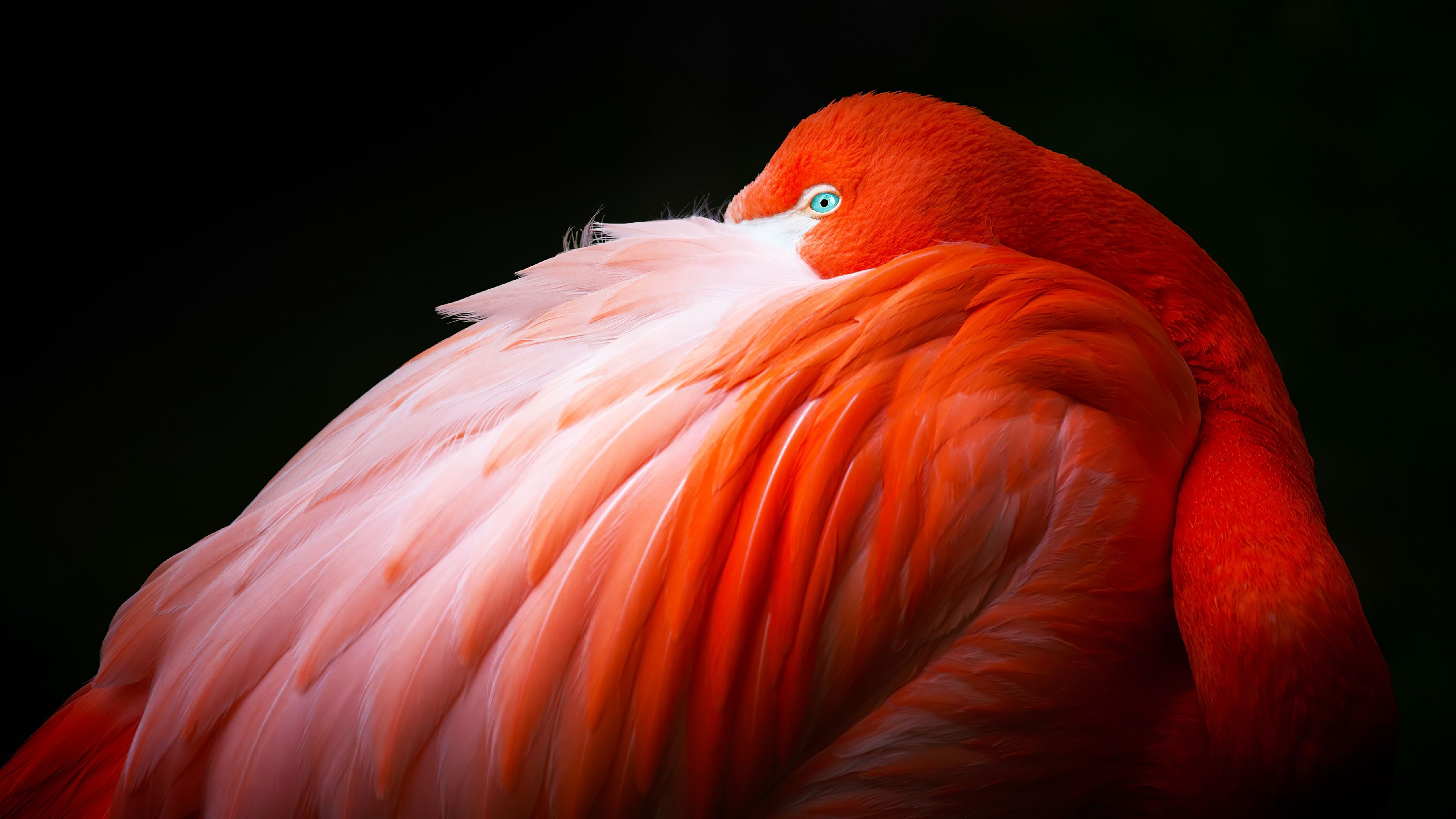 Flamingo with bright blue eye against black background HD Wallpaper
