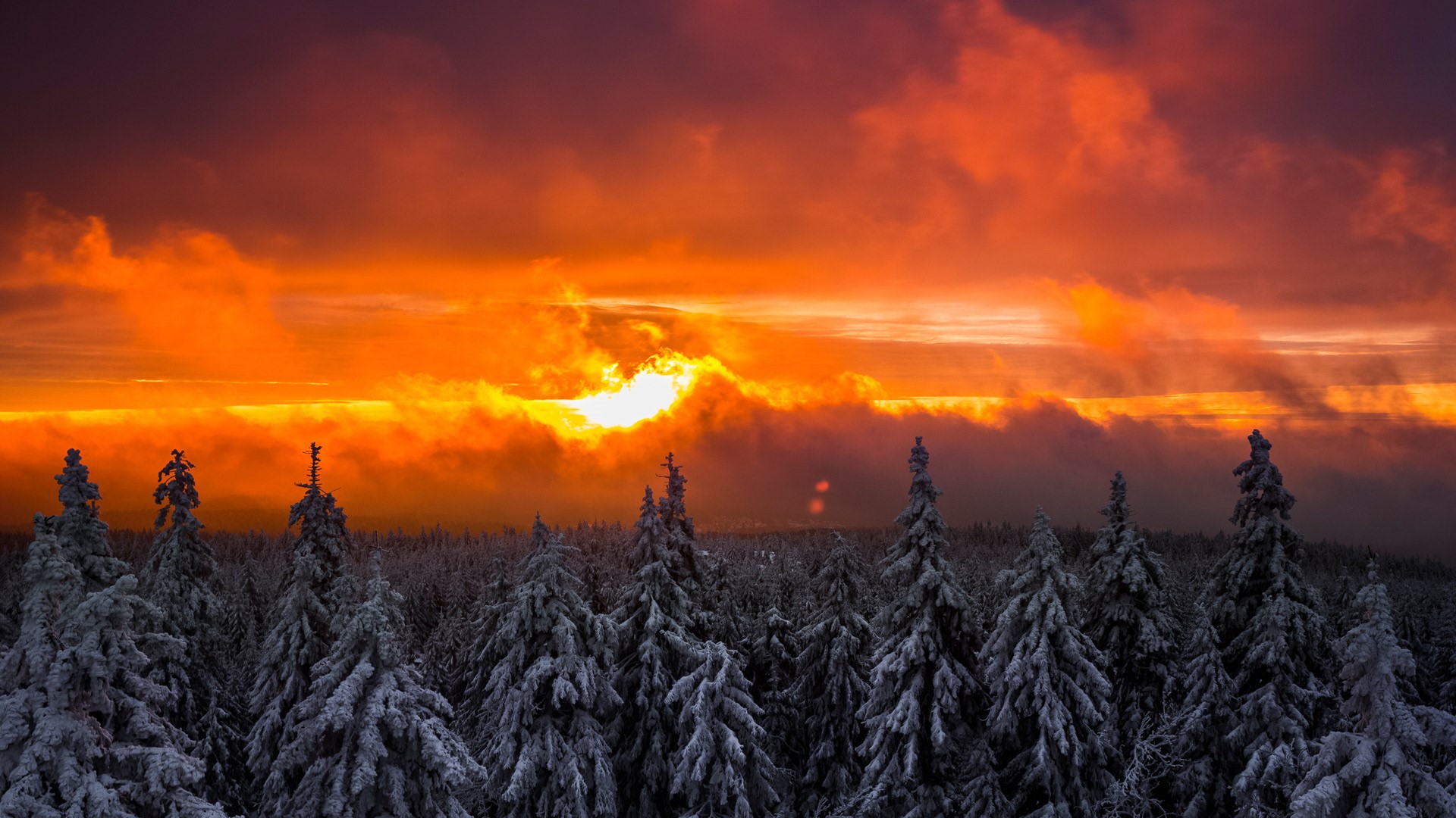 Winter sunset over snow-covered spruce trees in Germany HD Wallpaper