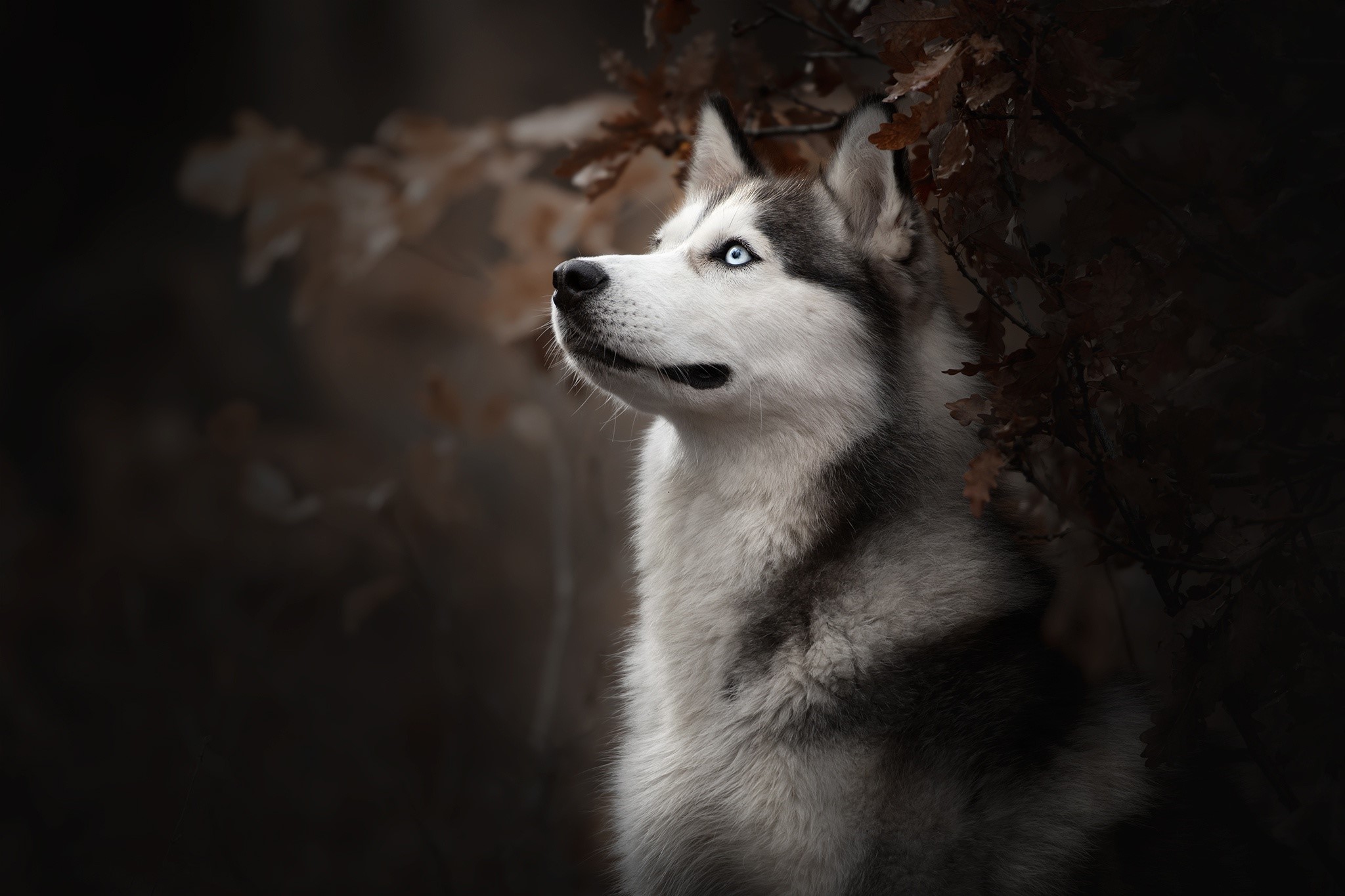 Siberian Husky with striking blue eyes in nature HD Wallpaper