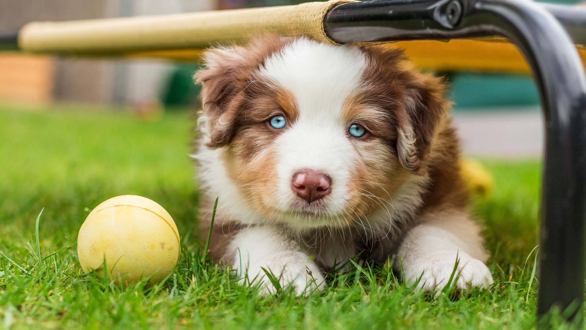 Brown and white puppy with blue eyes and a yellow ball HD Wallpaper