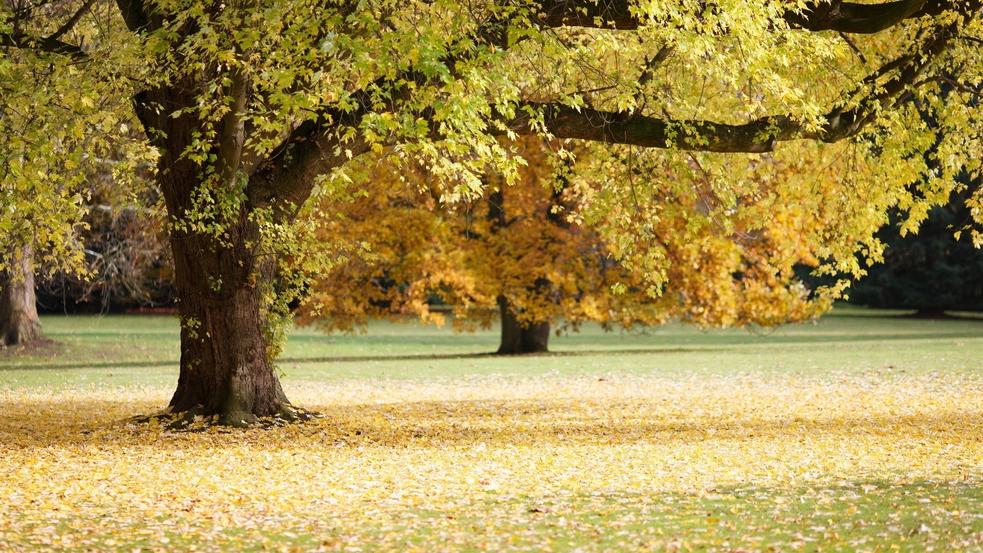 Autumn trees in a park with fallen leaves HD Wallpaper