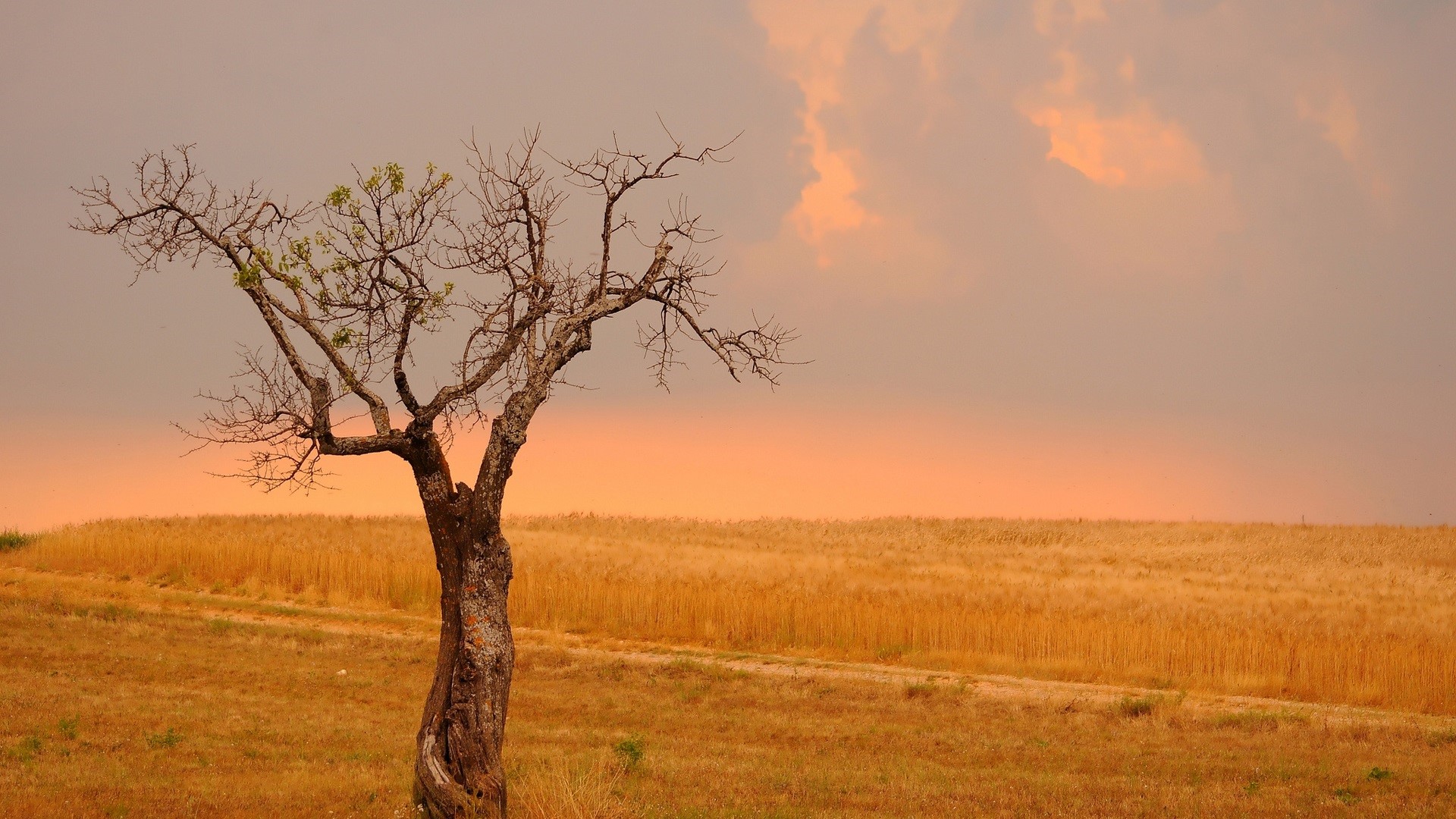 Lone tree in a wheat field at sunset HD Wallpaper