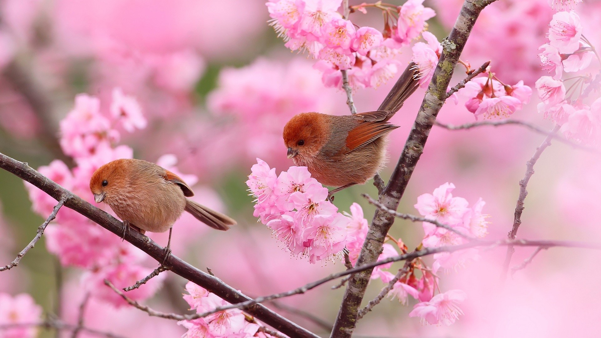 Two small birds perched on a cherry blossom branch HD Wallpaper