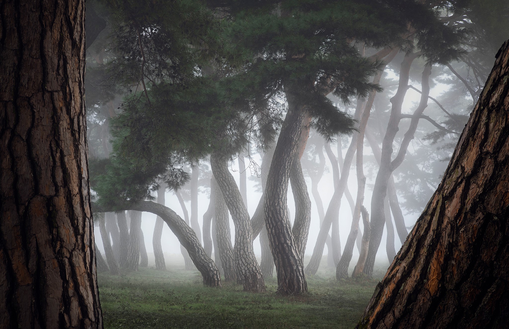 Misty forest with pine trees in South Korea HD Wallpaper