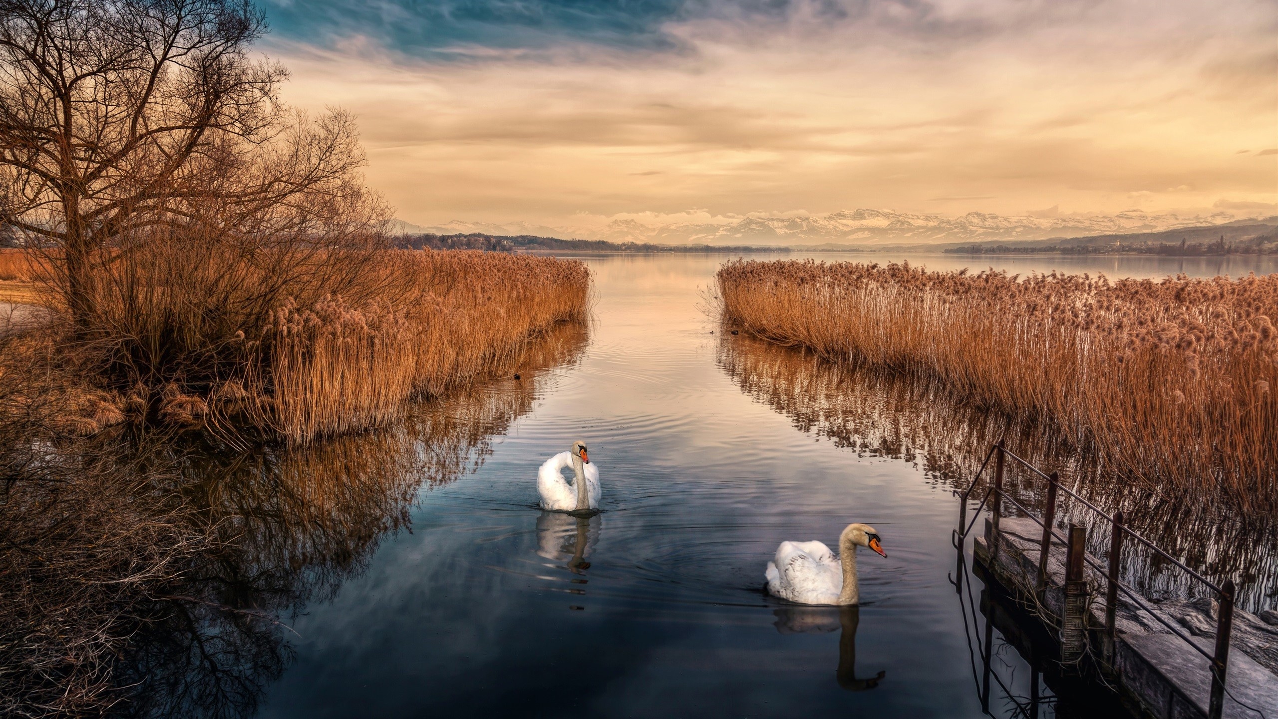 Two swans swim in a lake with reeds and mountains HD Wallpaper
