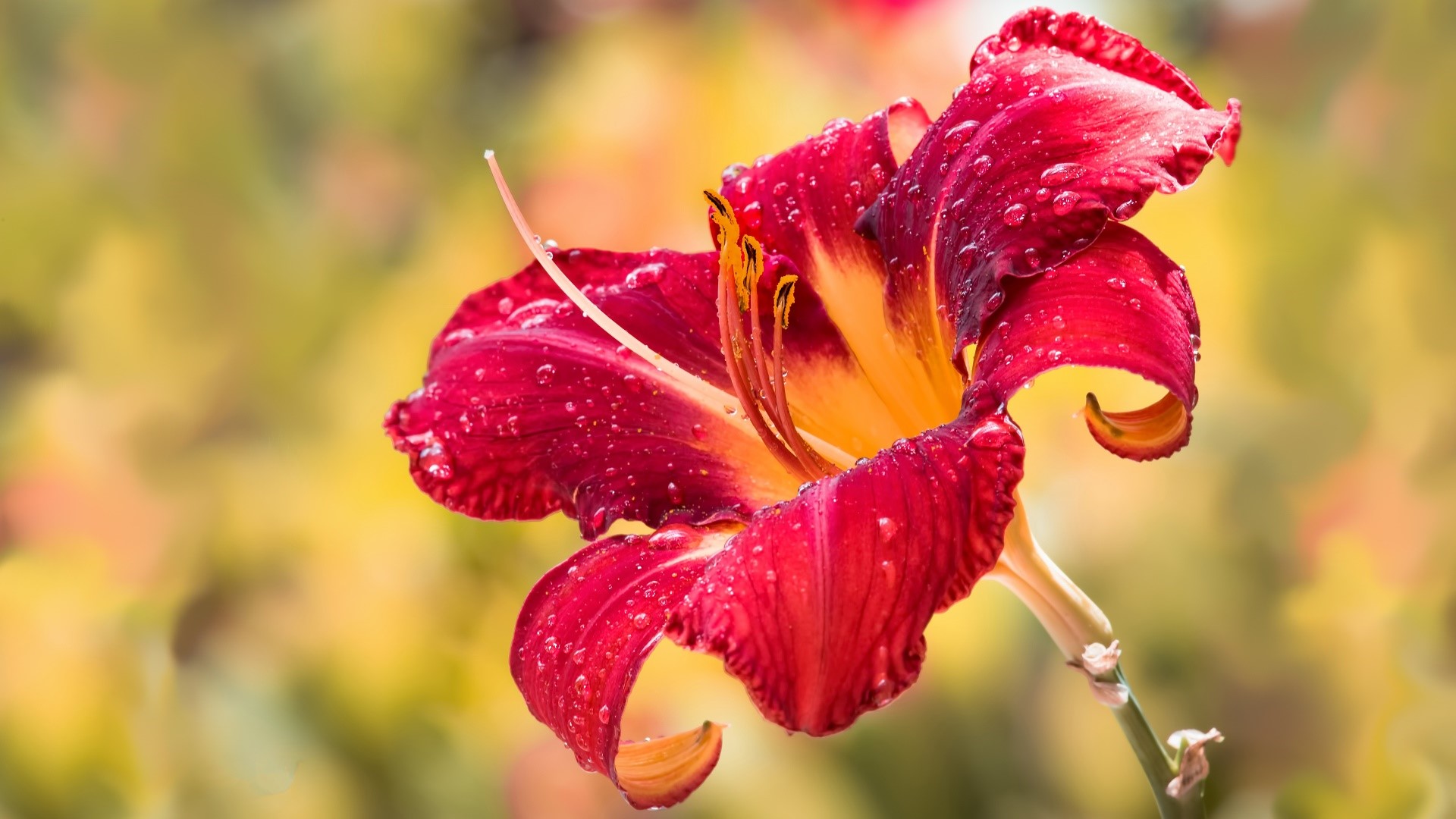 Red lily flower with water droplets HD Wallpaper