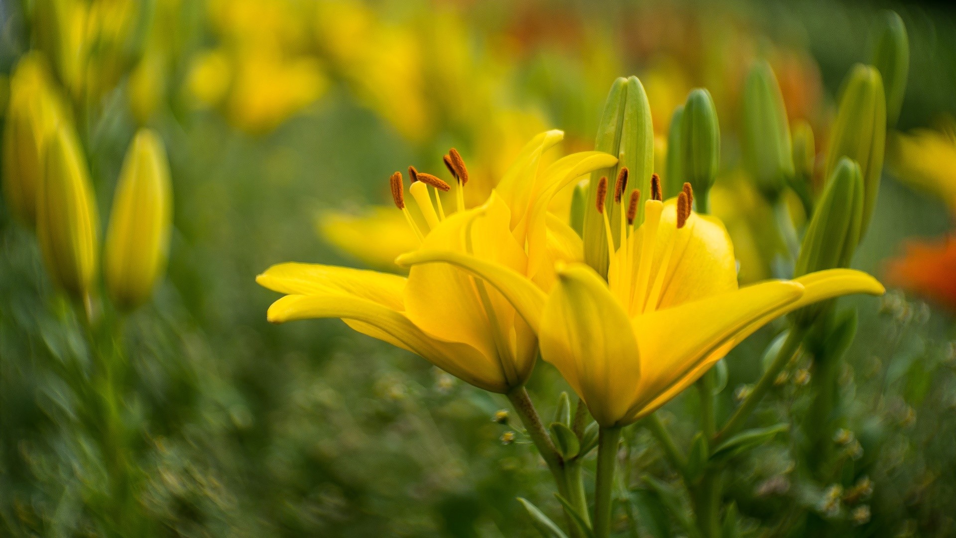 Yellow lilies blooming in a garden HD Wallpaper