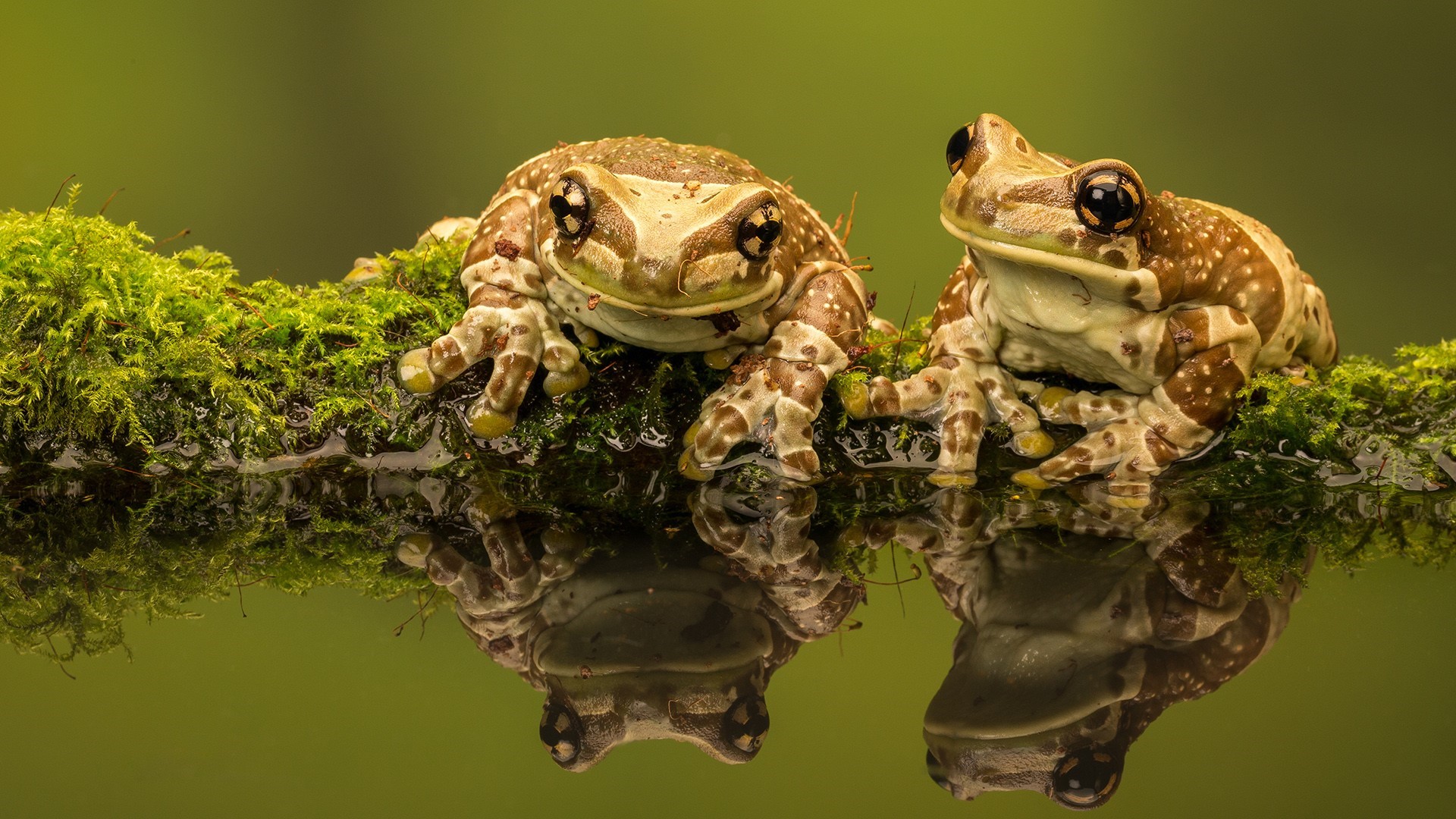 Two Amazon Milk Frogs on Mossy Branch HD Wallpaper