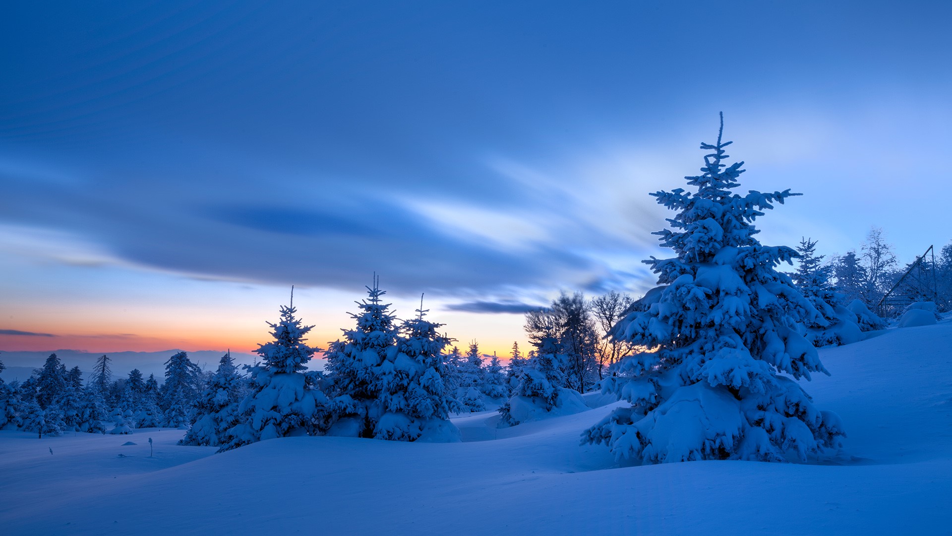 Snow-covered spruce trees at sunset in a winter landscape HD Wallpaper