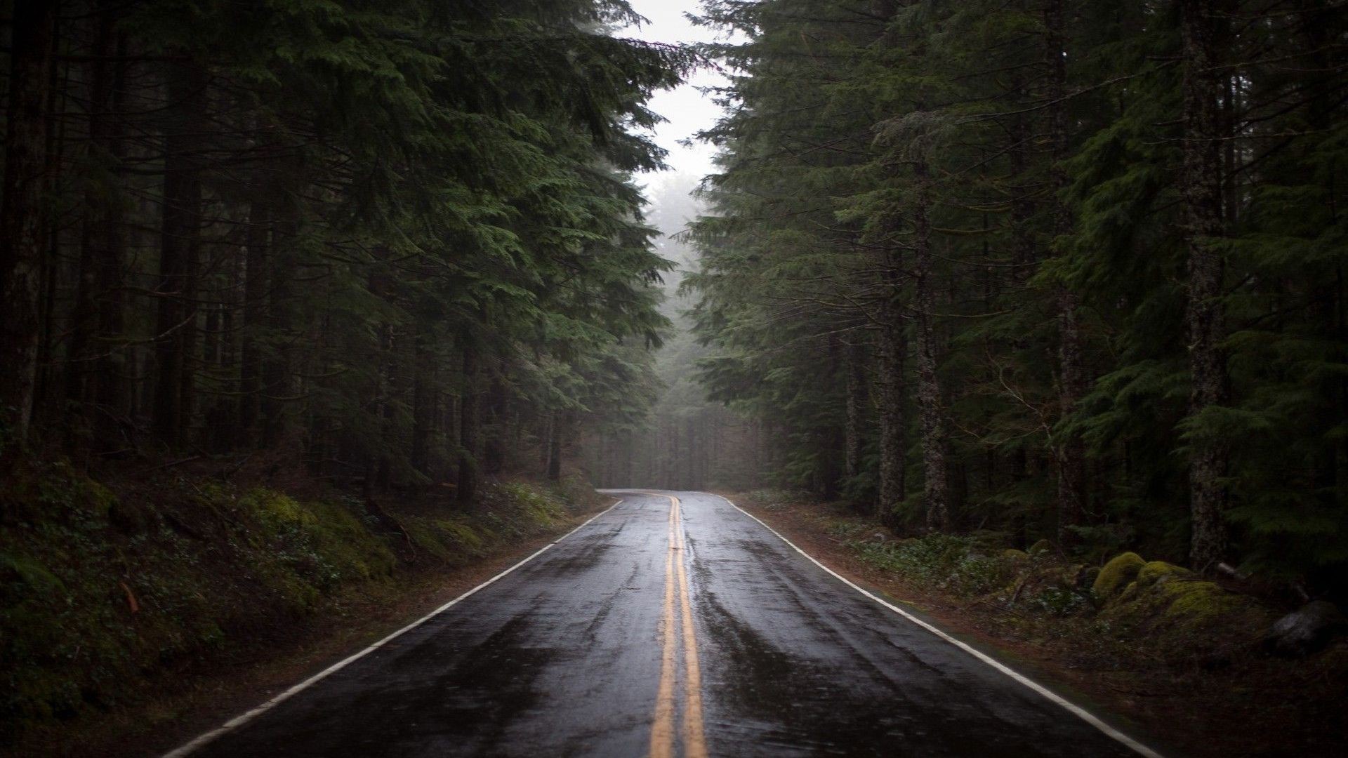 Wet road through a dark forest HD Wallpaper