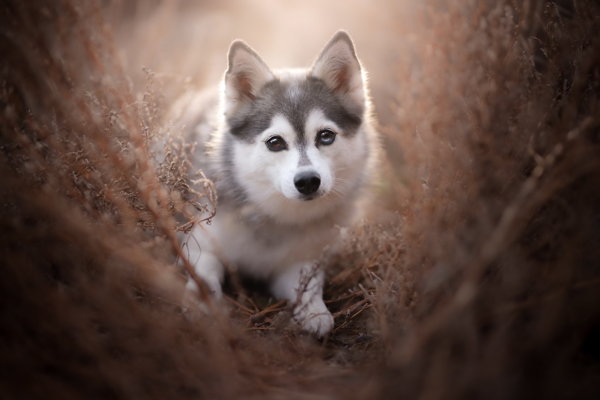 A husky dog in dry grass HD Wallpaper