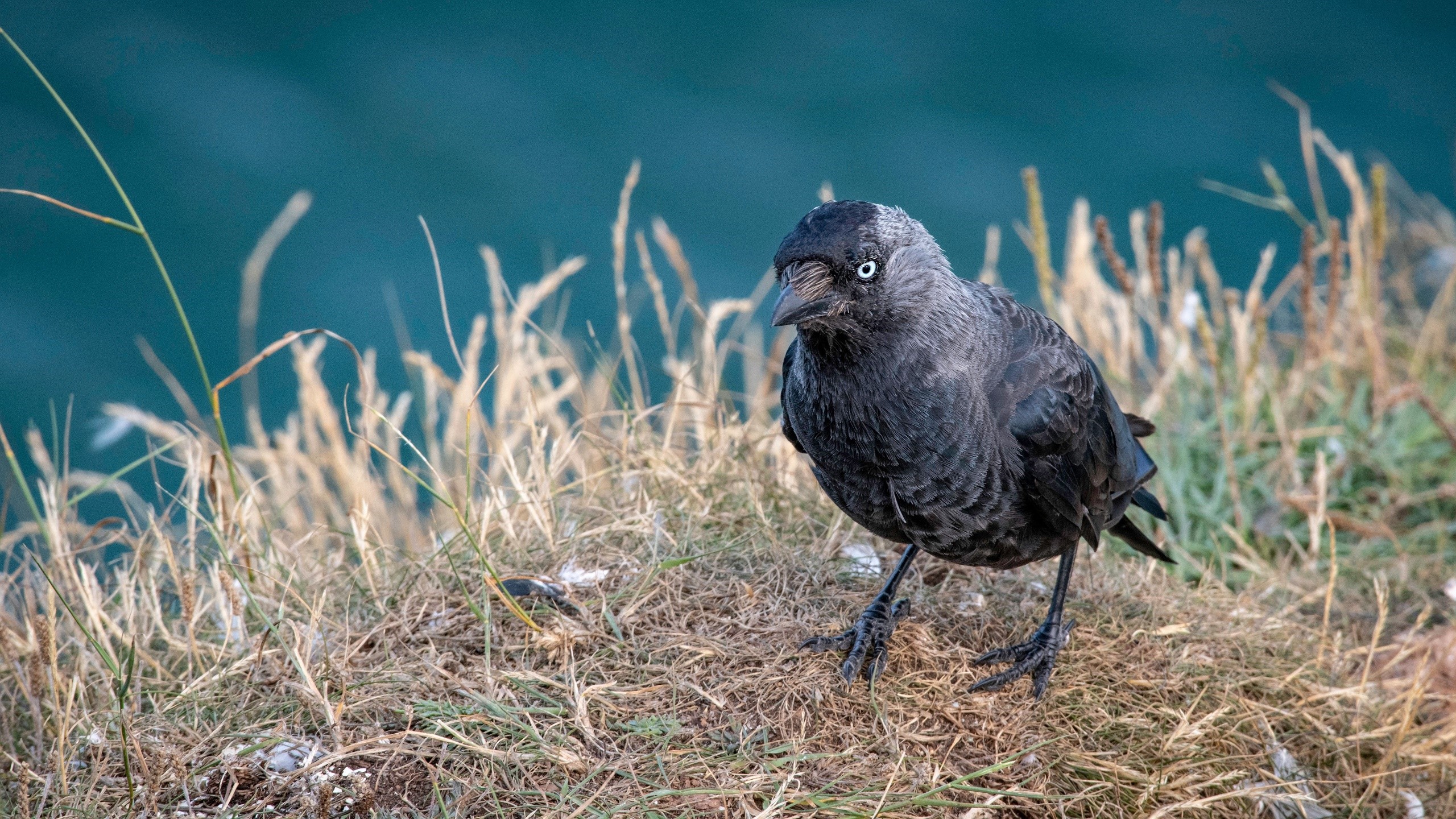 A jackdaw bird on a grassy cliff overlooking the sea HD Wallpaper