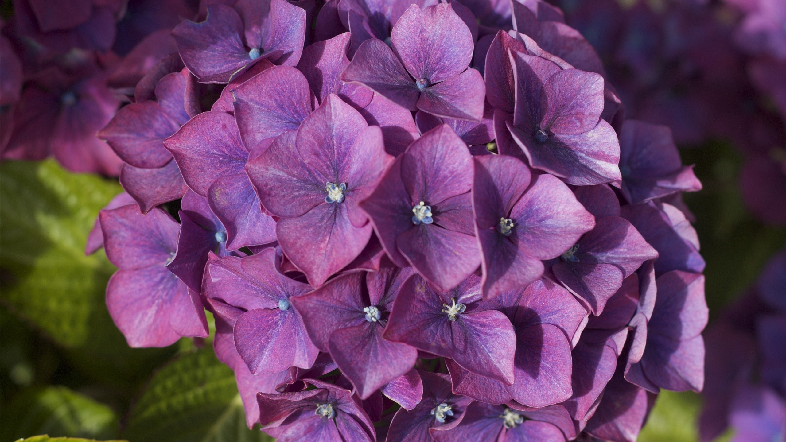 Close-up of purple hydrangea flowers HD Wallpaper