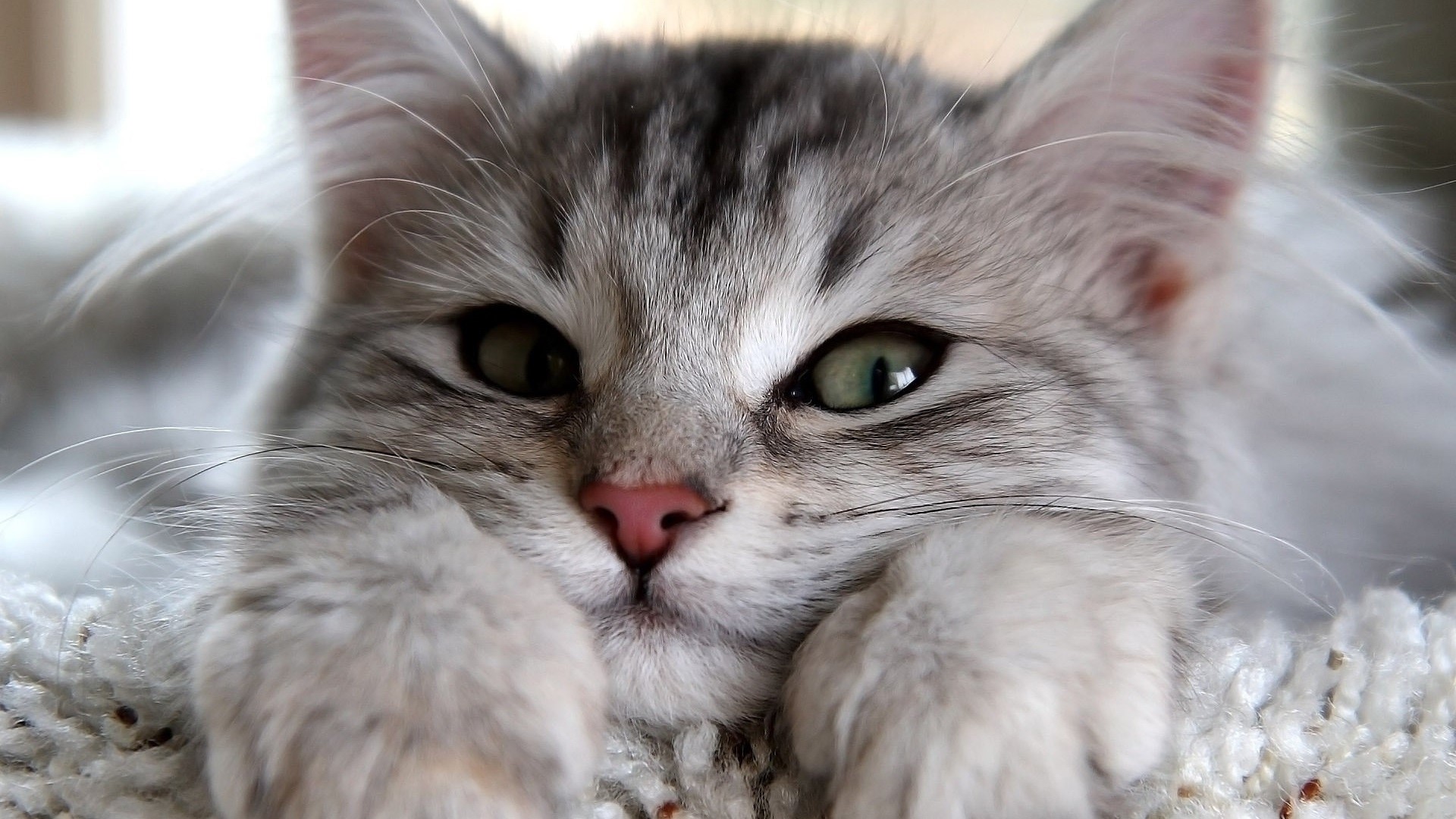 Close-up of a fluffy silver tabby kitten HD Wallpaper