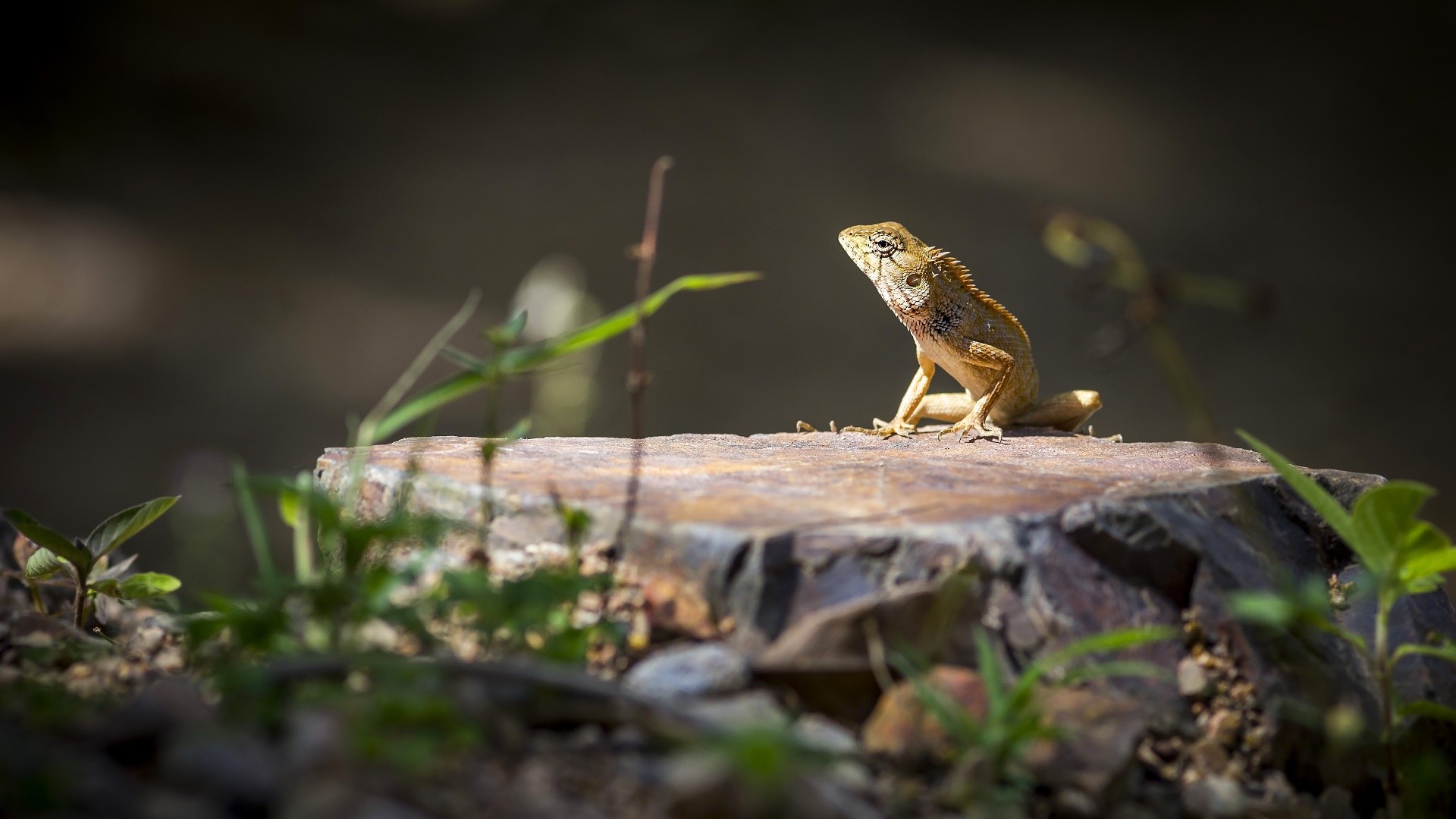 A lizard sits on a tree stump in nature HD Wallpaper